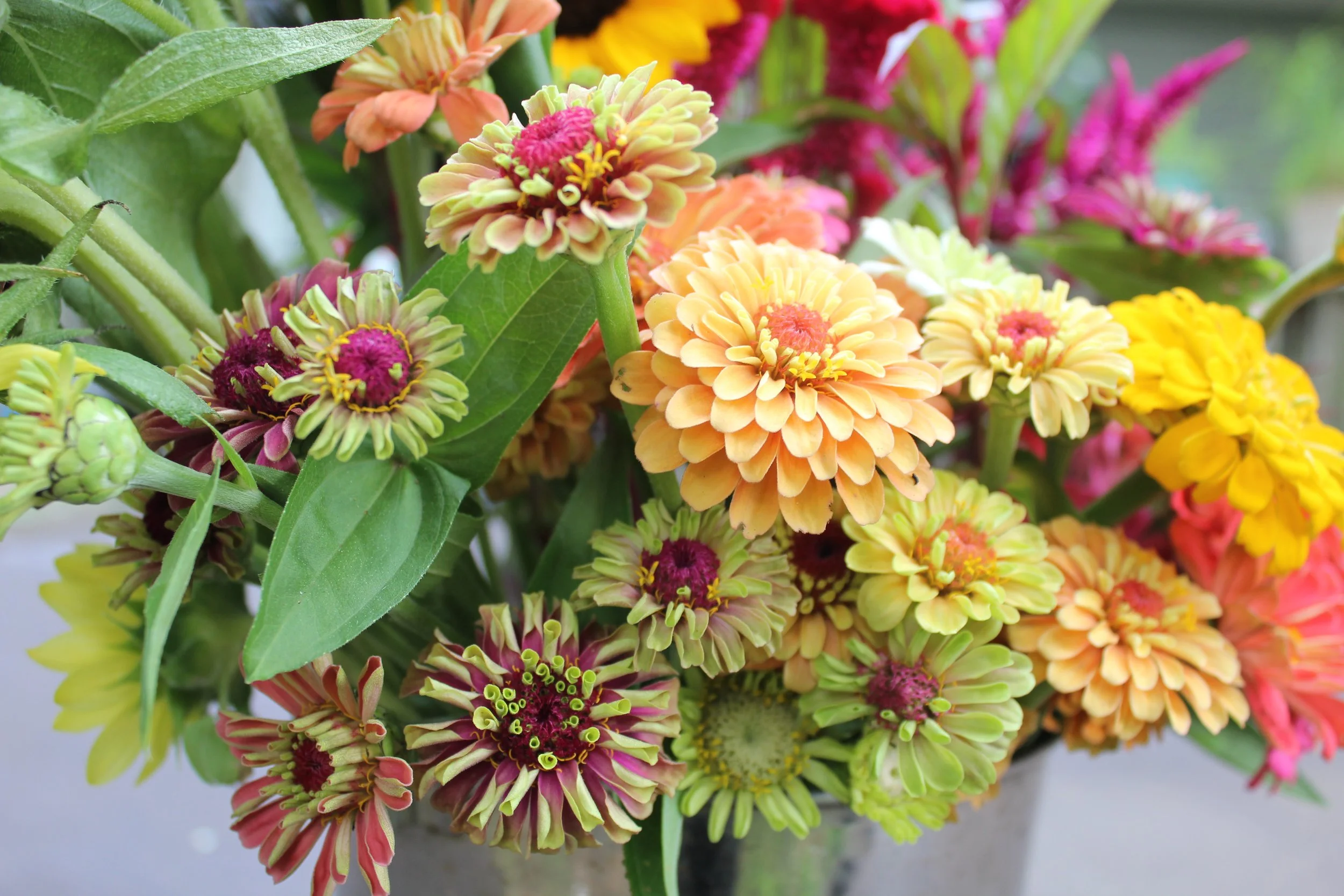 Bunch of Zinnias