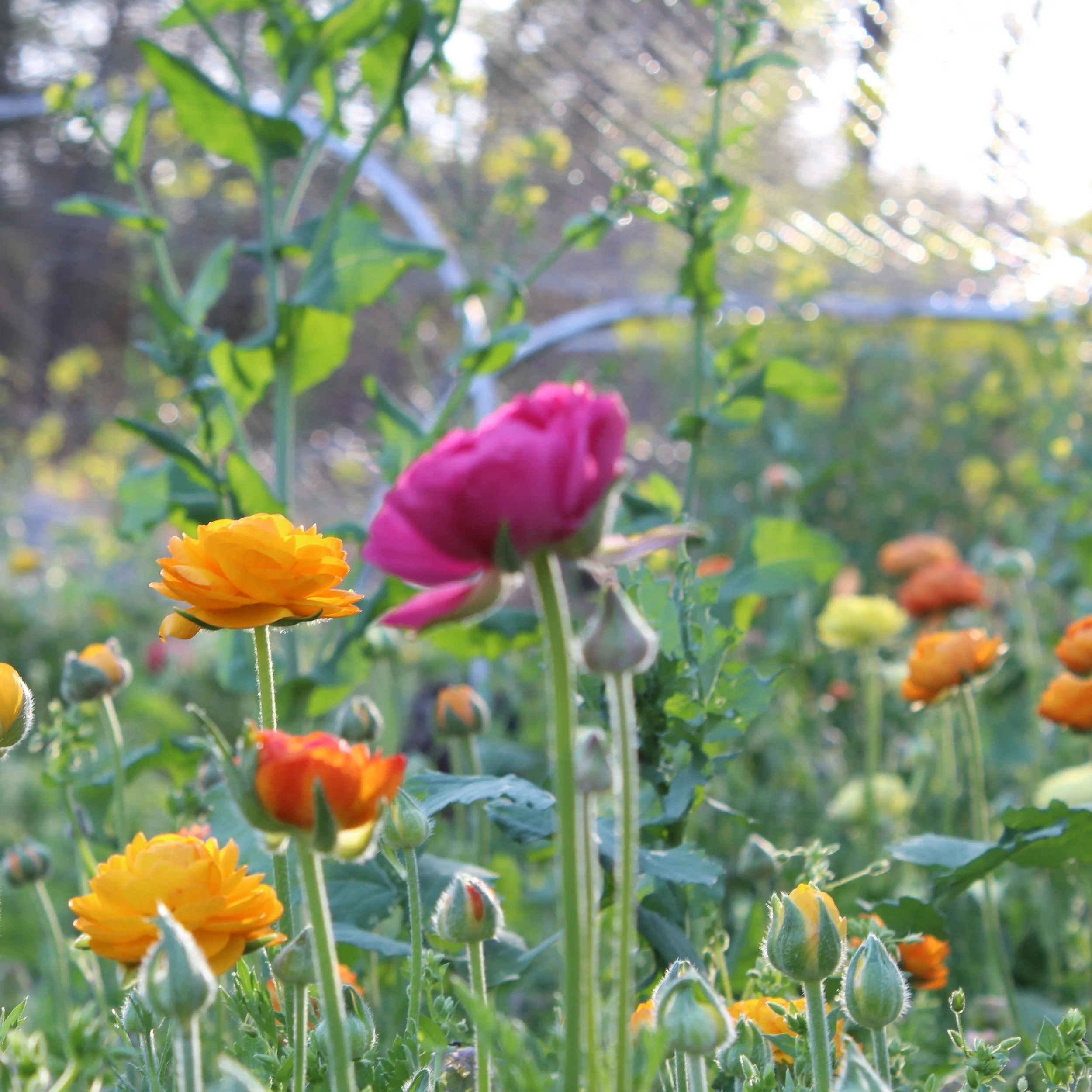 Ranunculus orange and pink.JPG