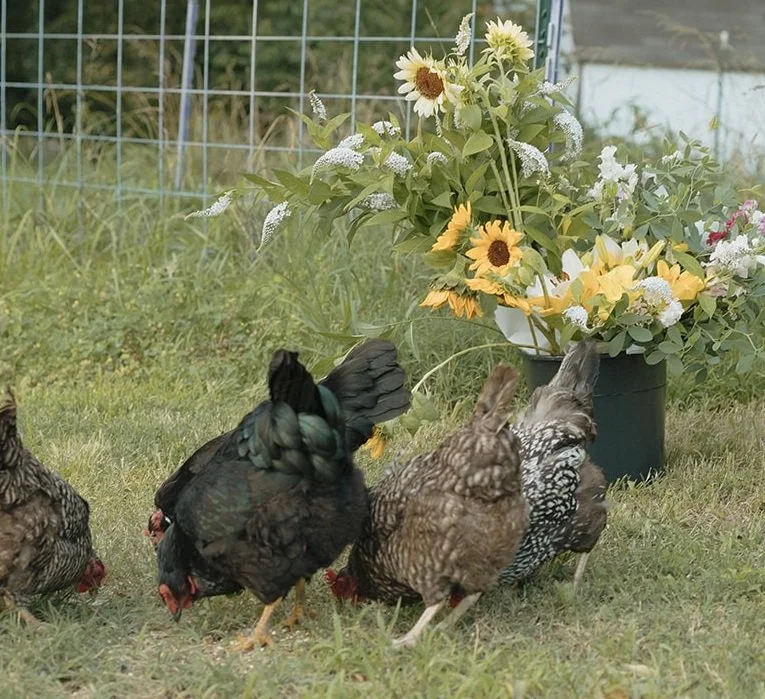 A group of chickens pecking at the grass near a bucket with flowers.