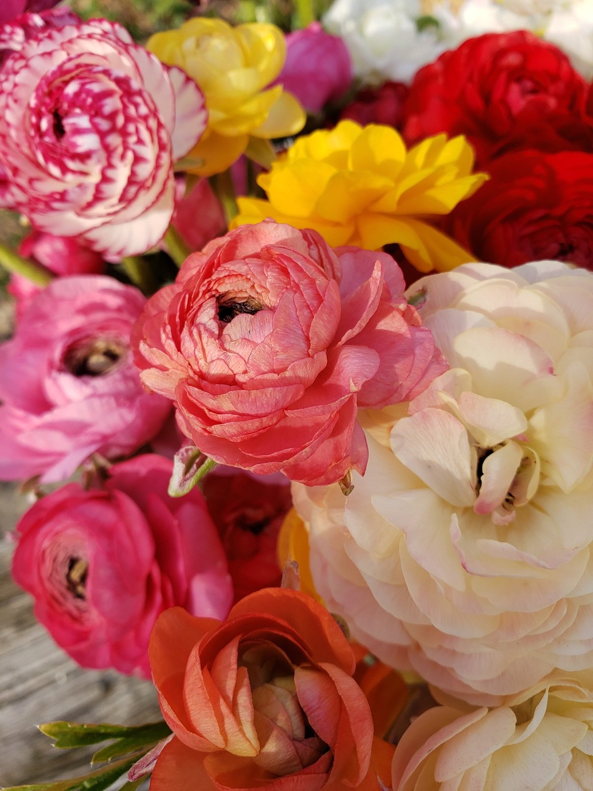 Ranunculus Asst.jpg