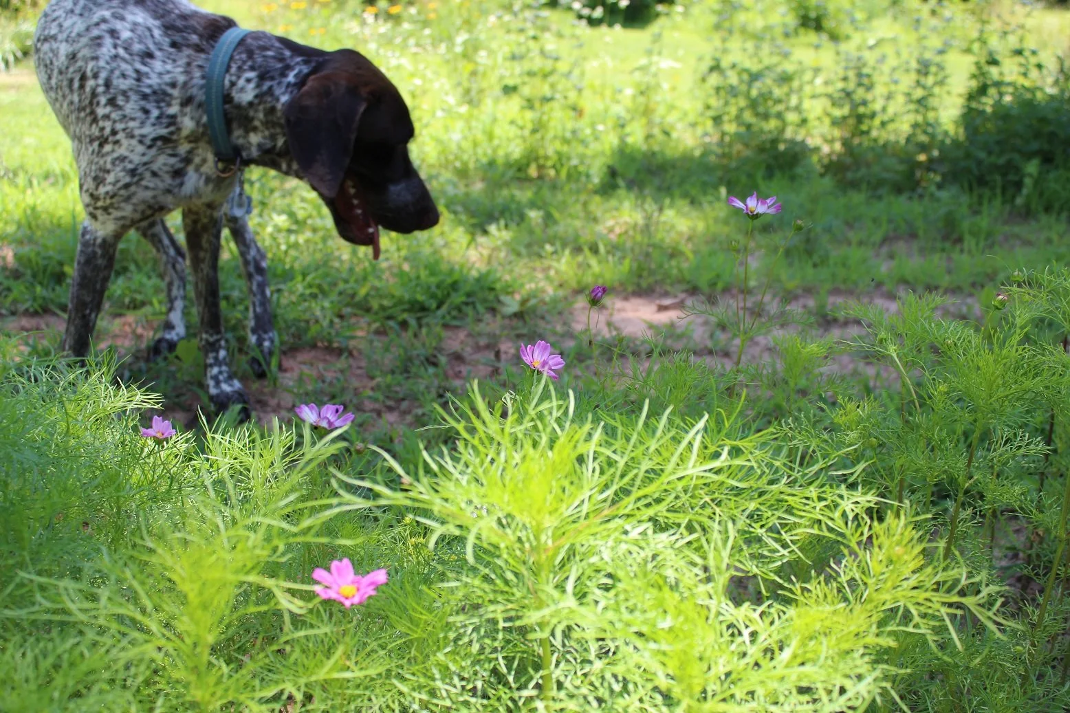 Dog_sniffing_flowers