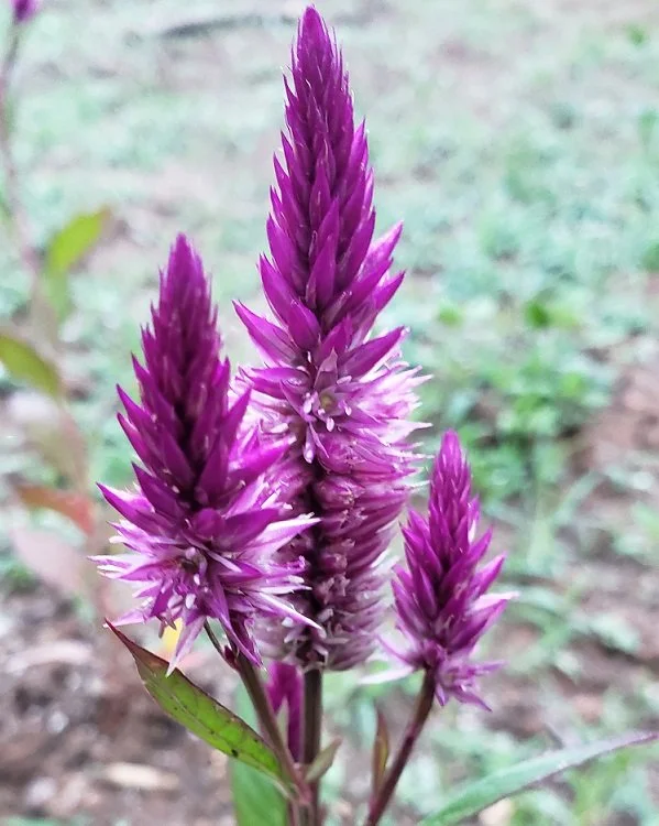 purple wheat celosia