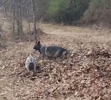 two dogs playing in a pile of leaves