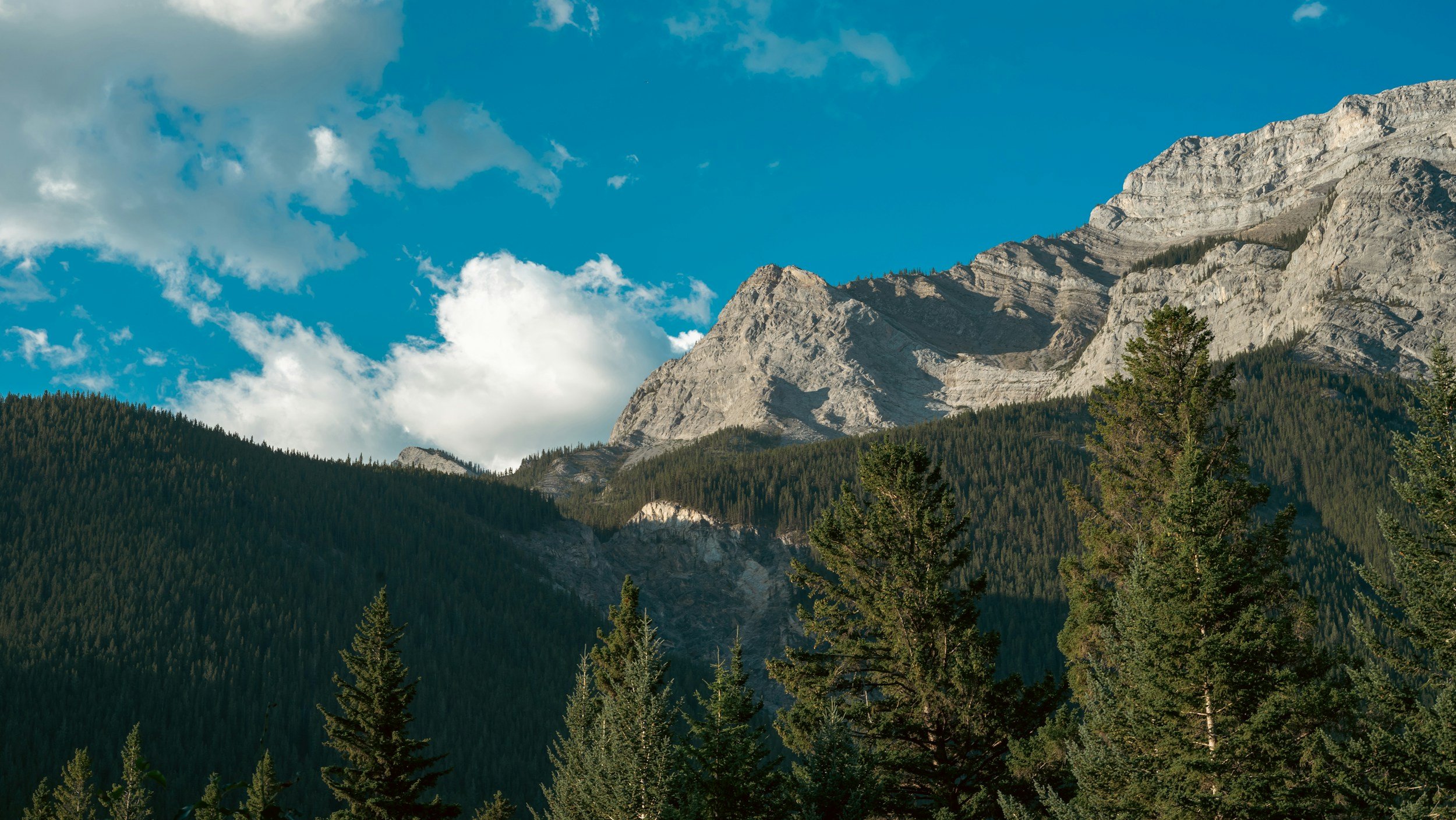 Forested mountain landscape with tall pine trees in foreground, rugged mountain peaks in background, and partly cloudy blue sky.