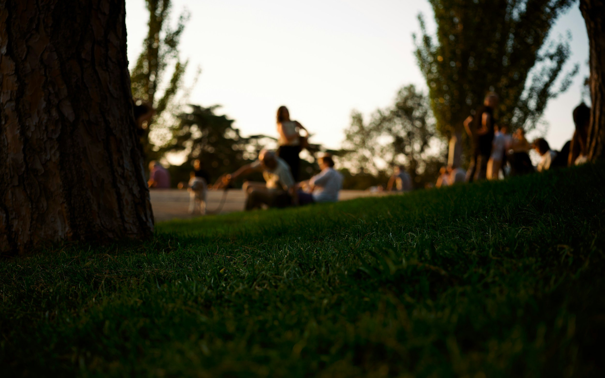 People gathered outdoors in a park during sunset, with large trees and green grass in the foreground.