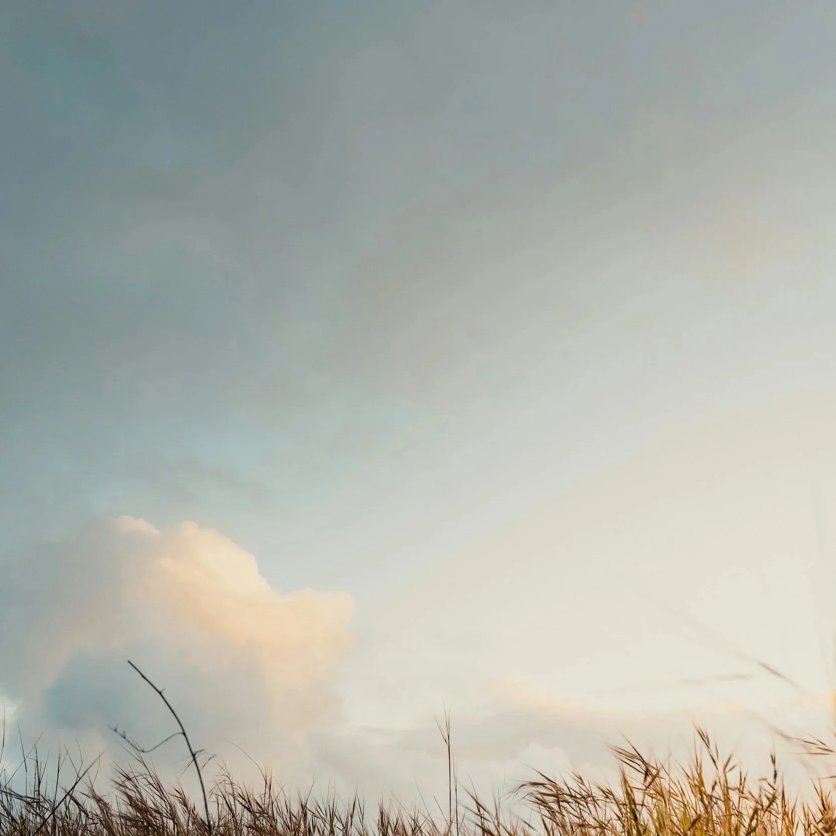 A sky with clouds and the tops of tall grass at sunset or sunrise.