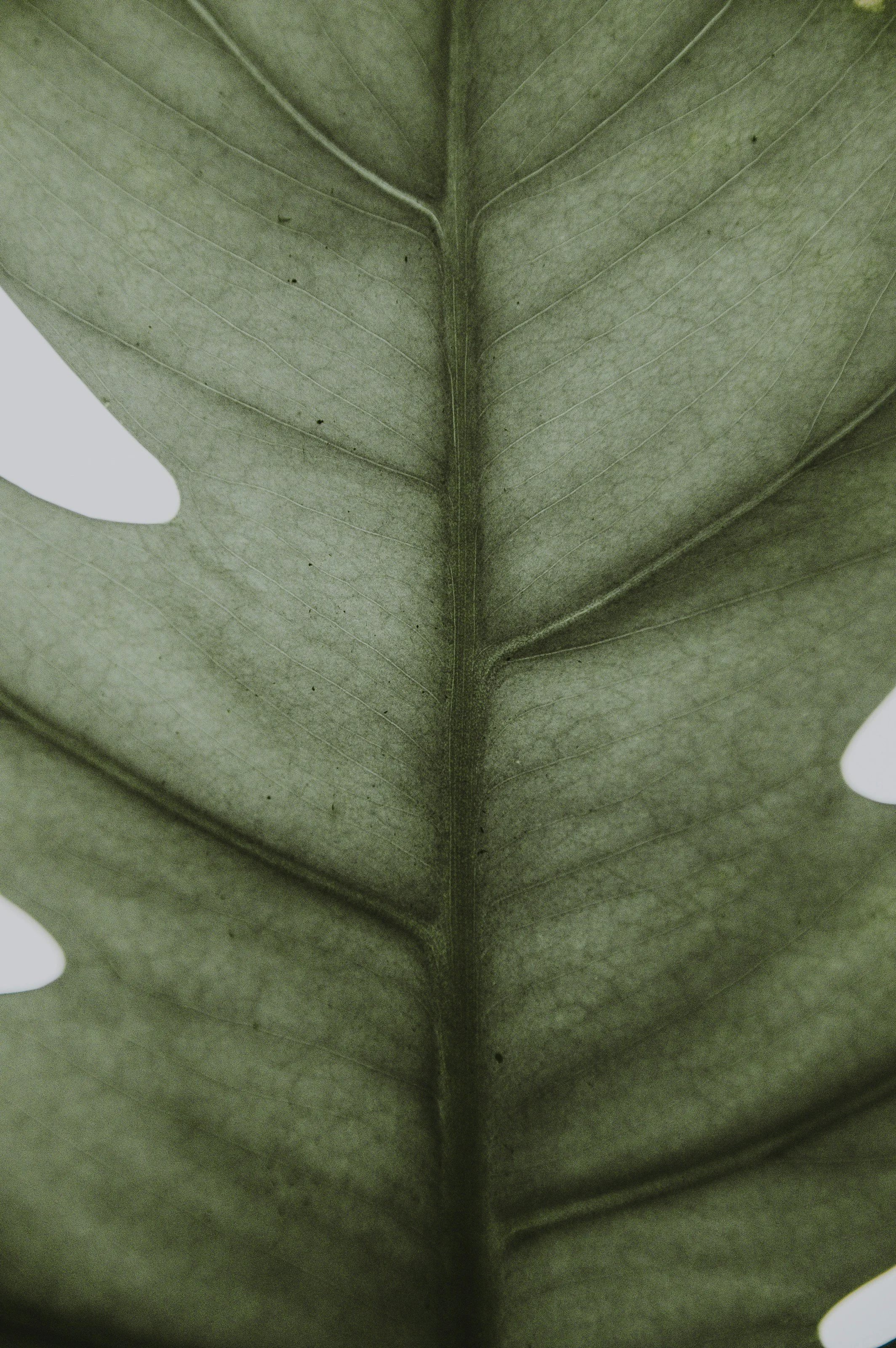 Close-up of a green leaf showing its central vein and fine details.