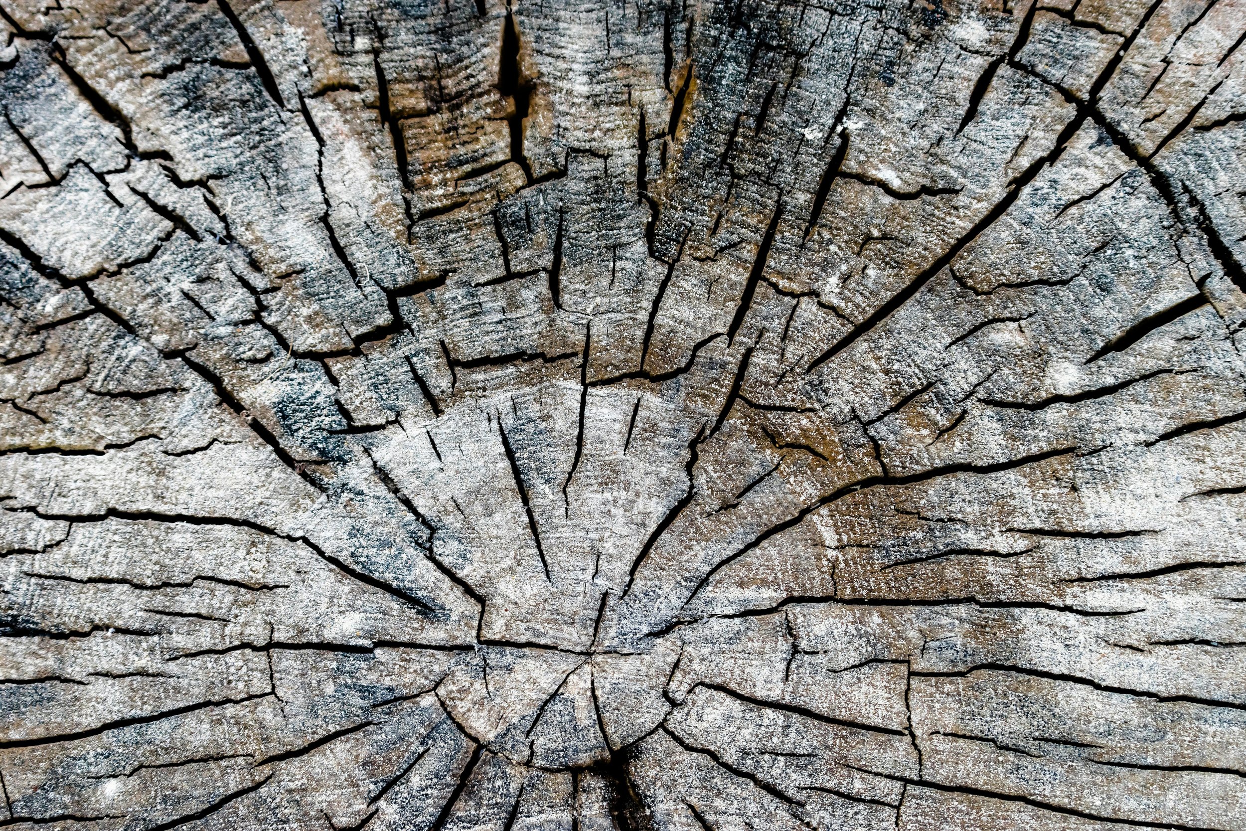Close-up of weathered wooden surface with radial cracks and white dust or spores.