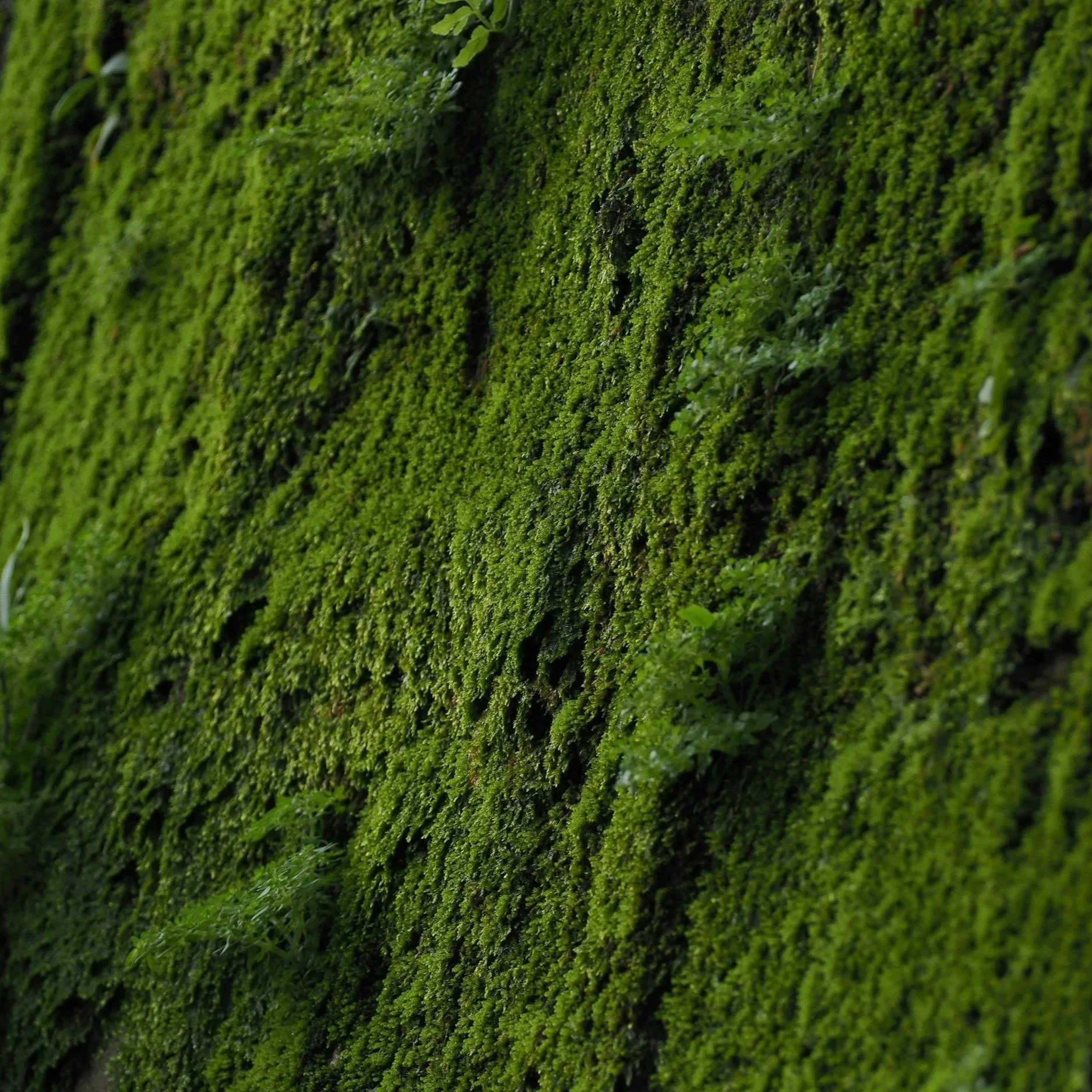 Close-up of a moss-covered green wall with small patches of plants growing amidst the moss.