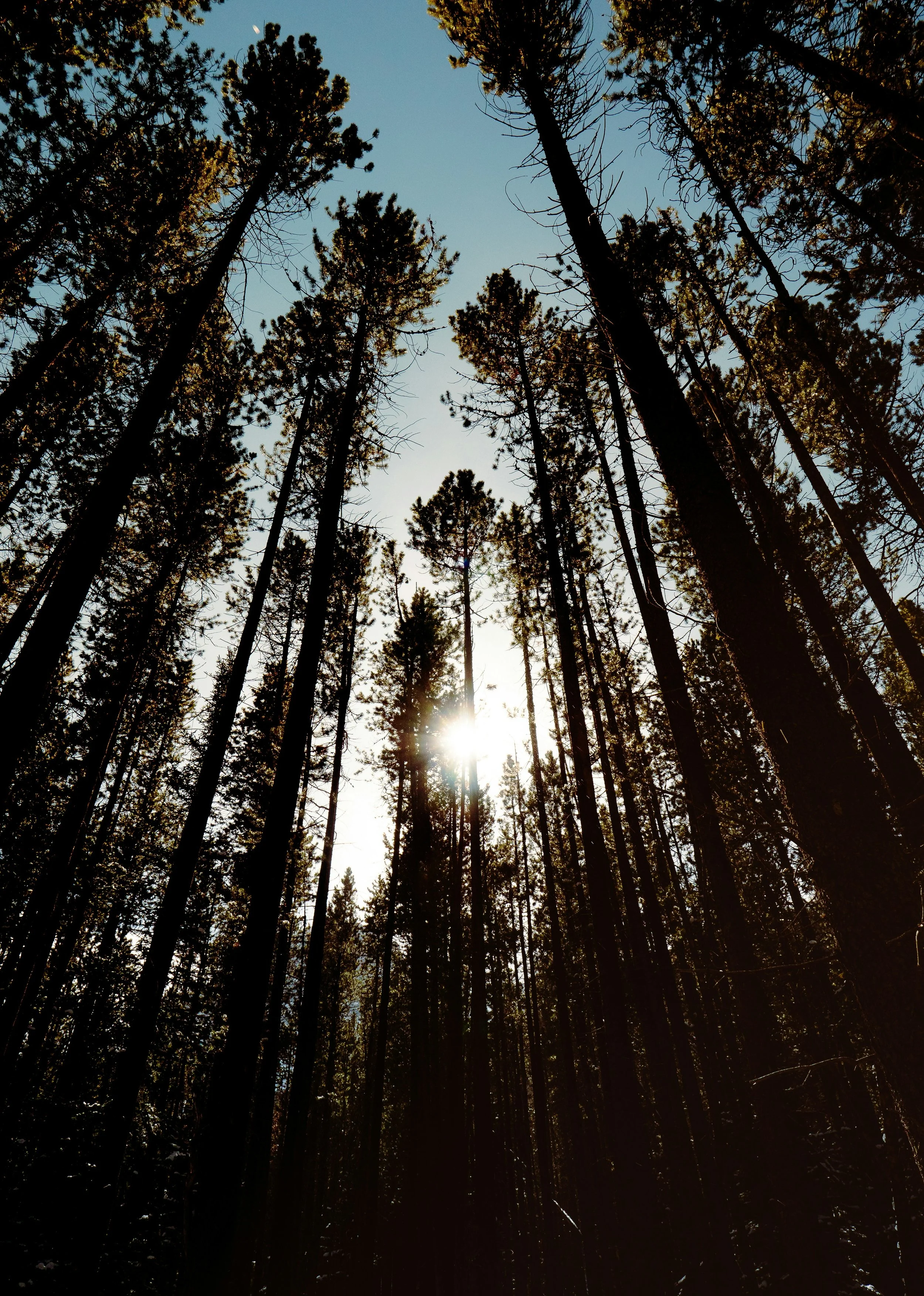 Tall pine trees in a forest with the sun shining through the canopy and a clear sky.