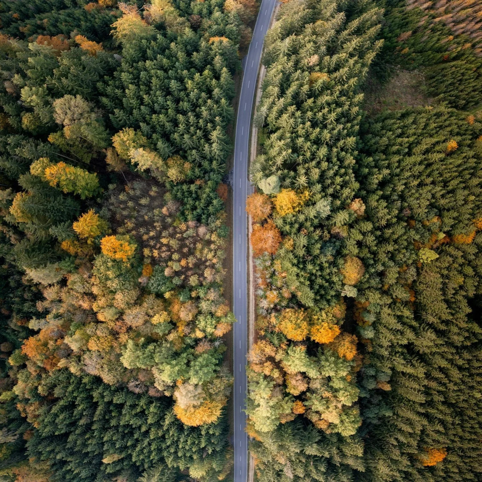 An aerial view of a winding road running through a dense forest with trees showing fall foliage in shades of green, yellow, and orange.