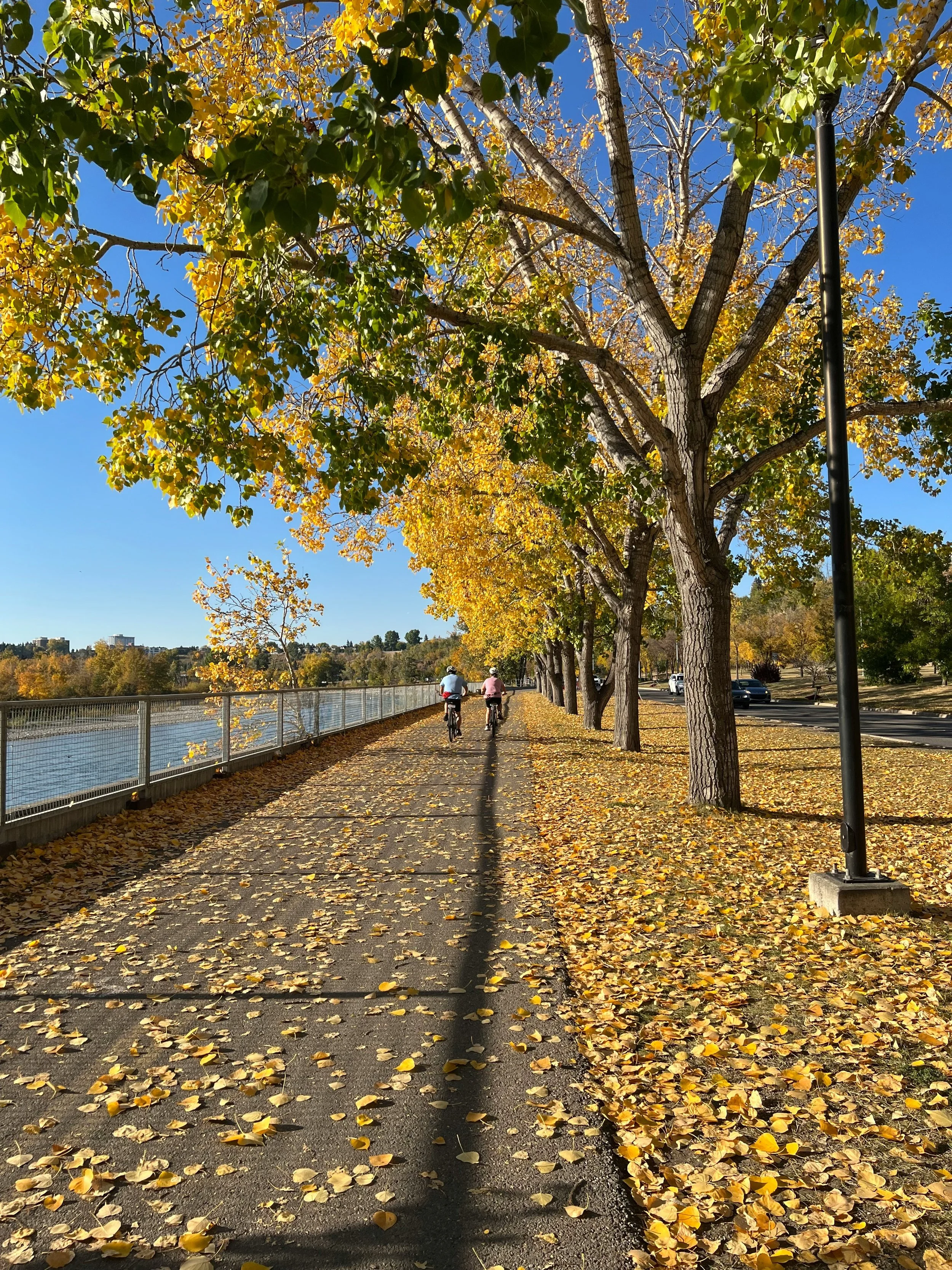 A sidewalk lined with tall trees with yellow and green leaves, some fallen on the ground, and a river to the left. Two people are riding bicycles on the path, and cars are parked along the road to the right. The sky is clear and blue, indicating a sunny day in autumn.