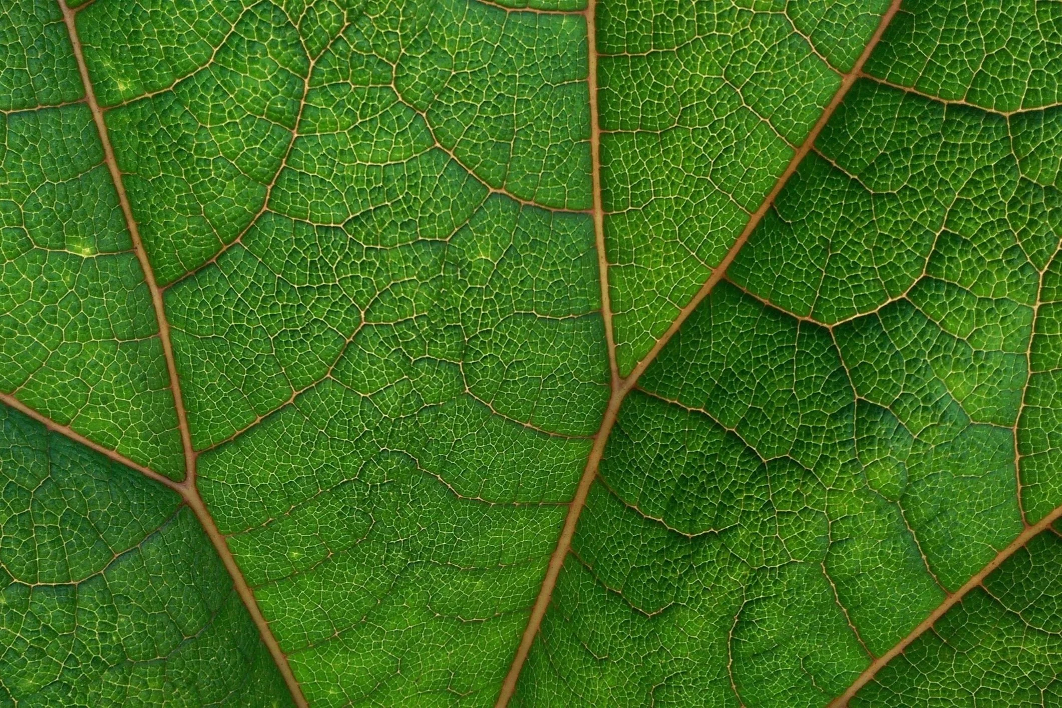 Close-up of green leaf showing detailed network of veins.