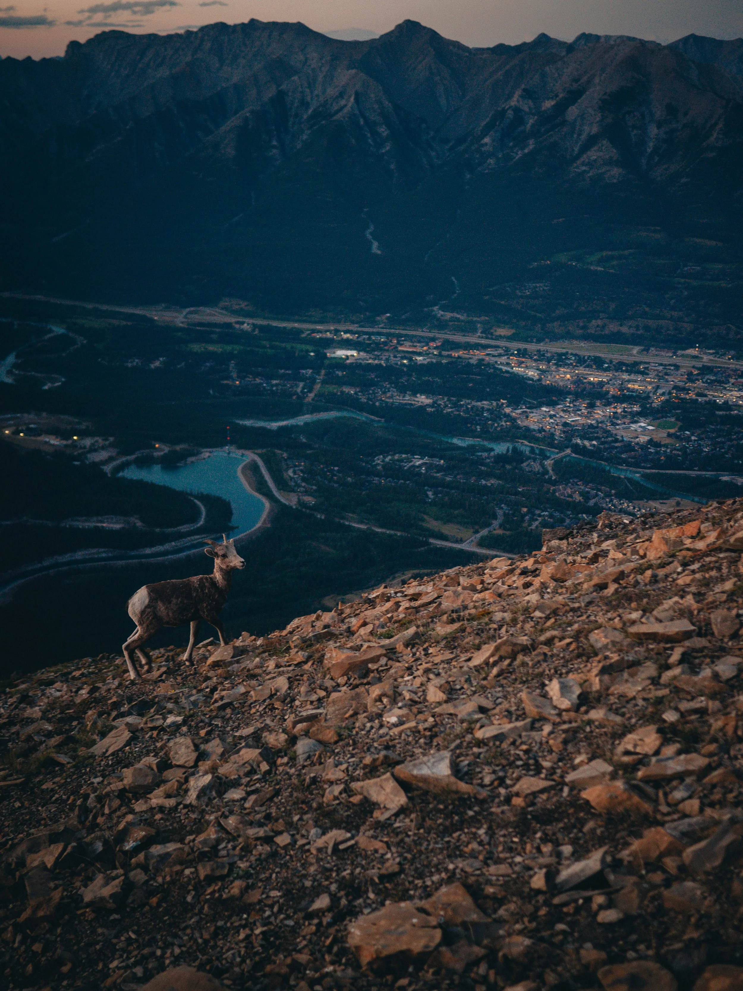 A mountain landscape at dusk with a valley below. A mountain goat with brown fur and white markings stands on rocky terrain in the foreground.