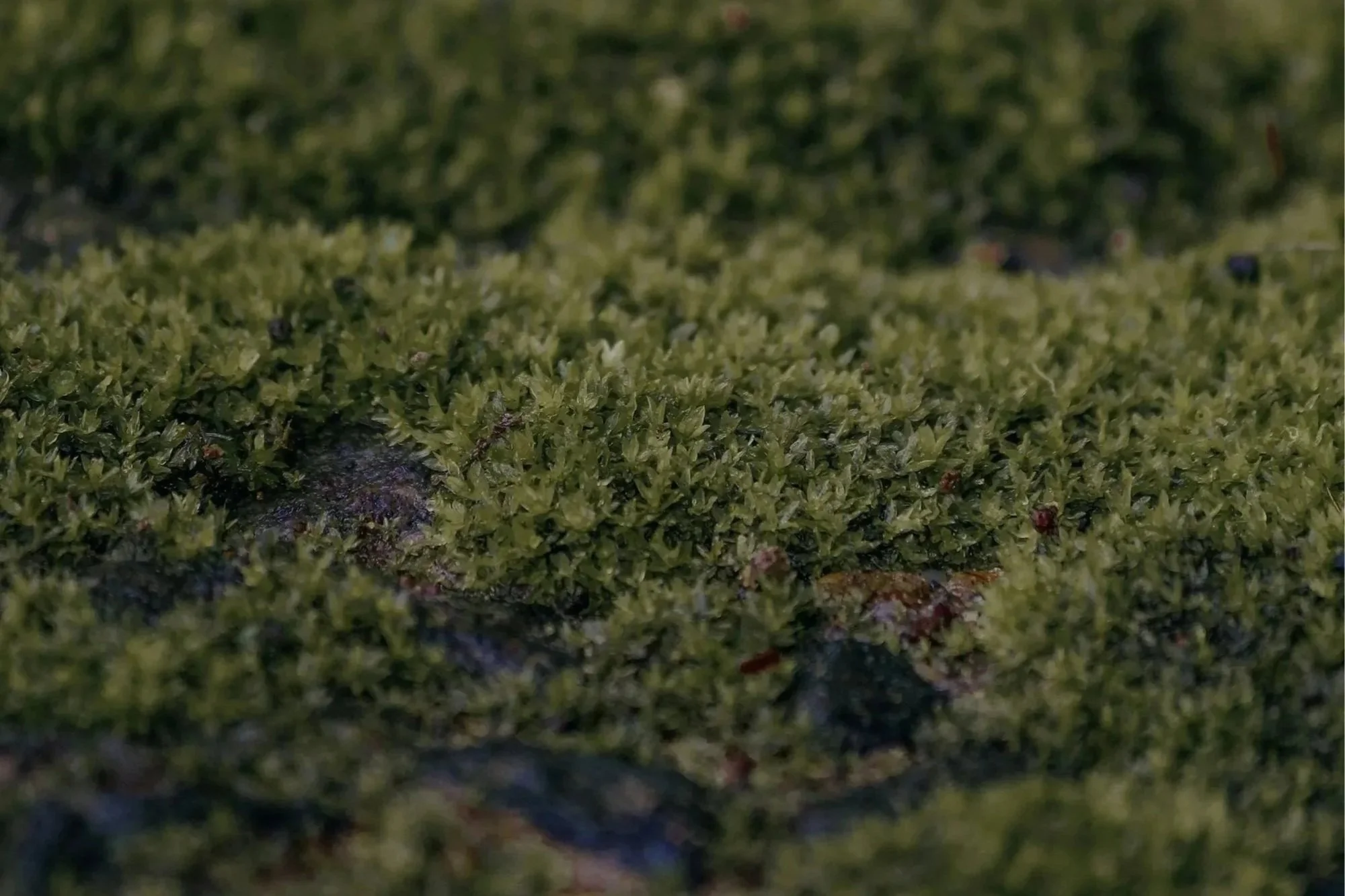 Close-up of green moss growing on rocks or ground.