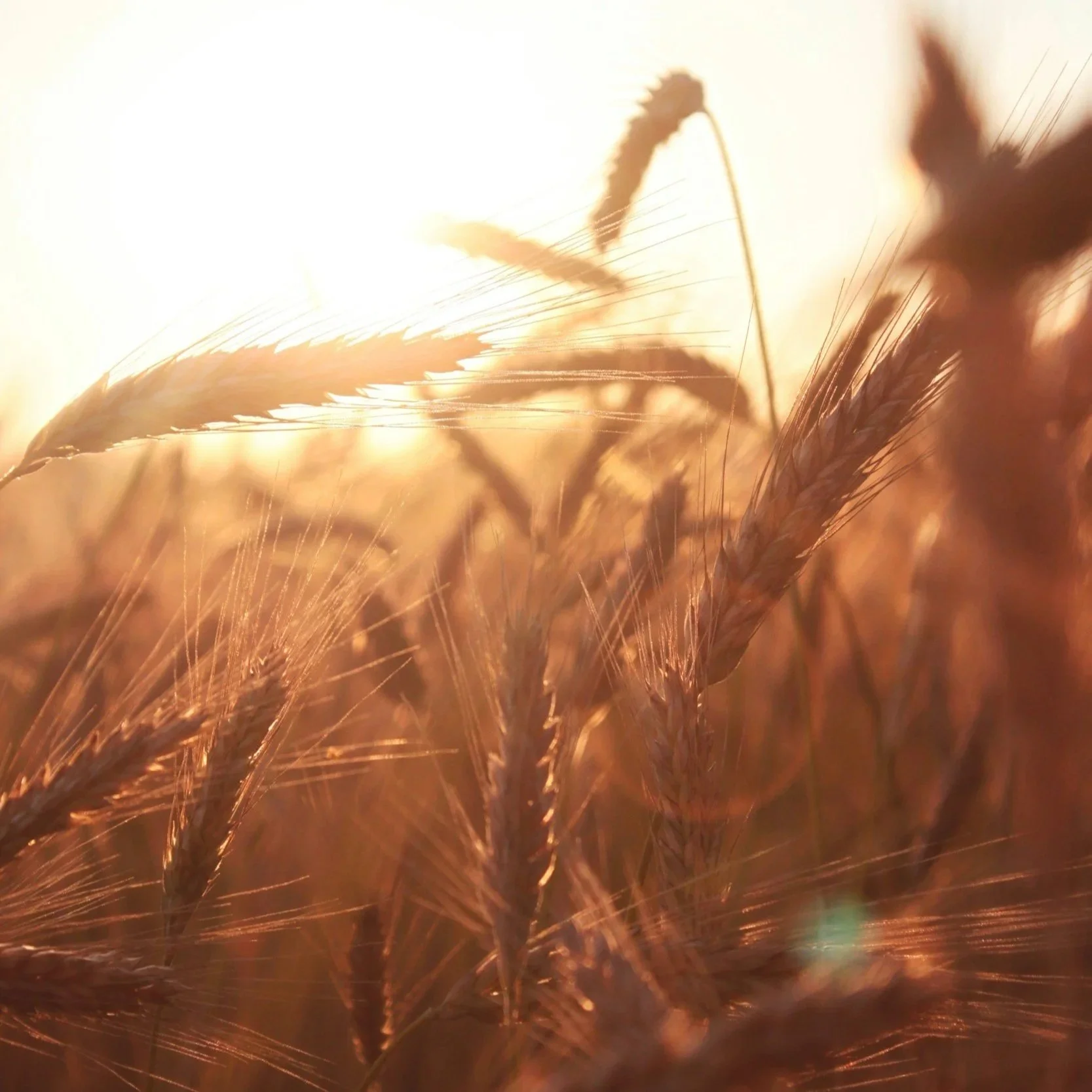Close-up of wheat stalks illuminated with warm, golden sunlight.