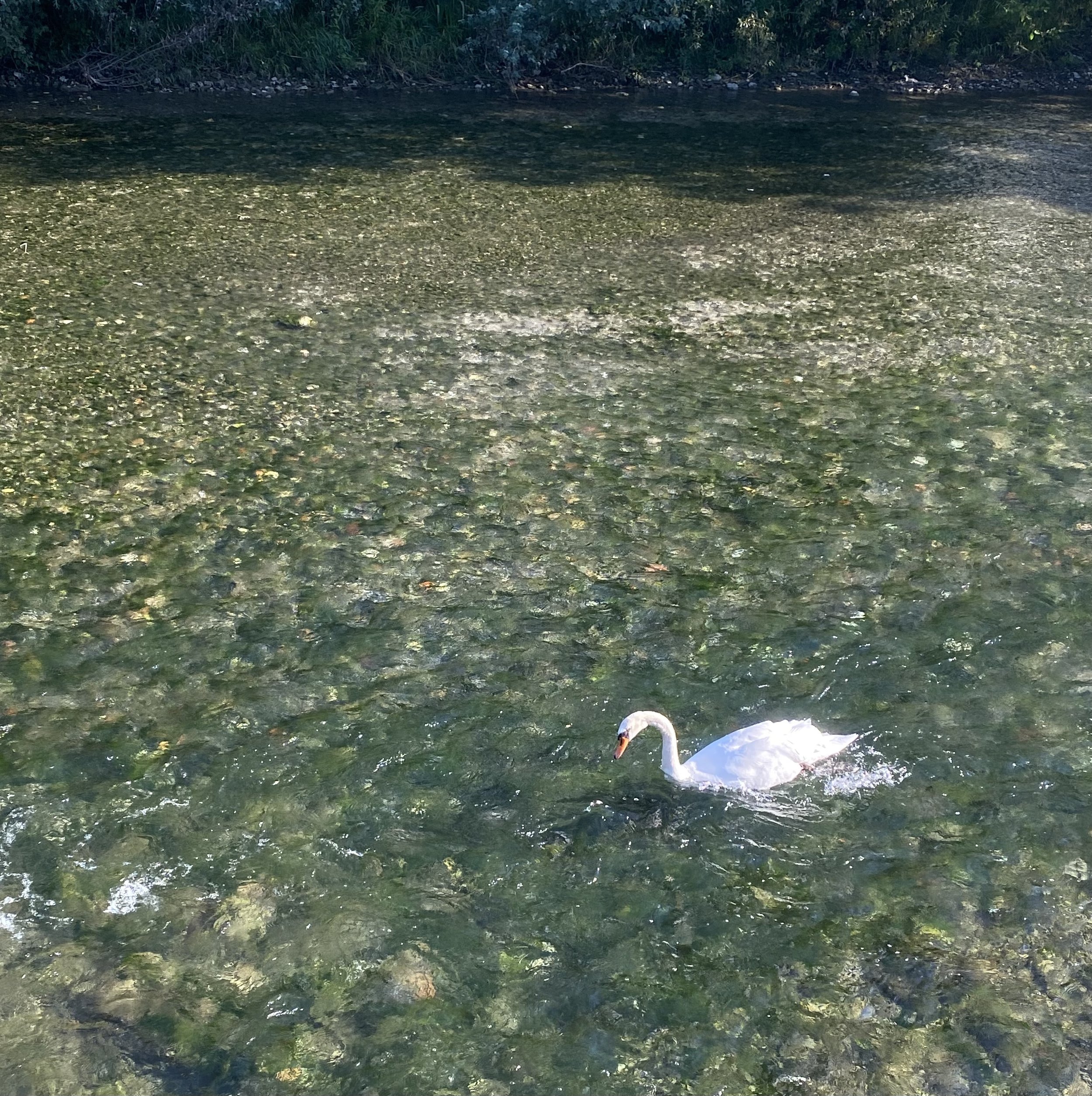 IMG_0735.jpeg