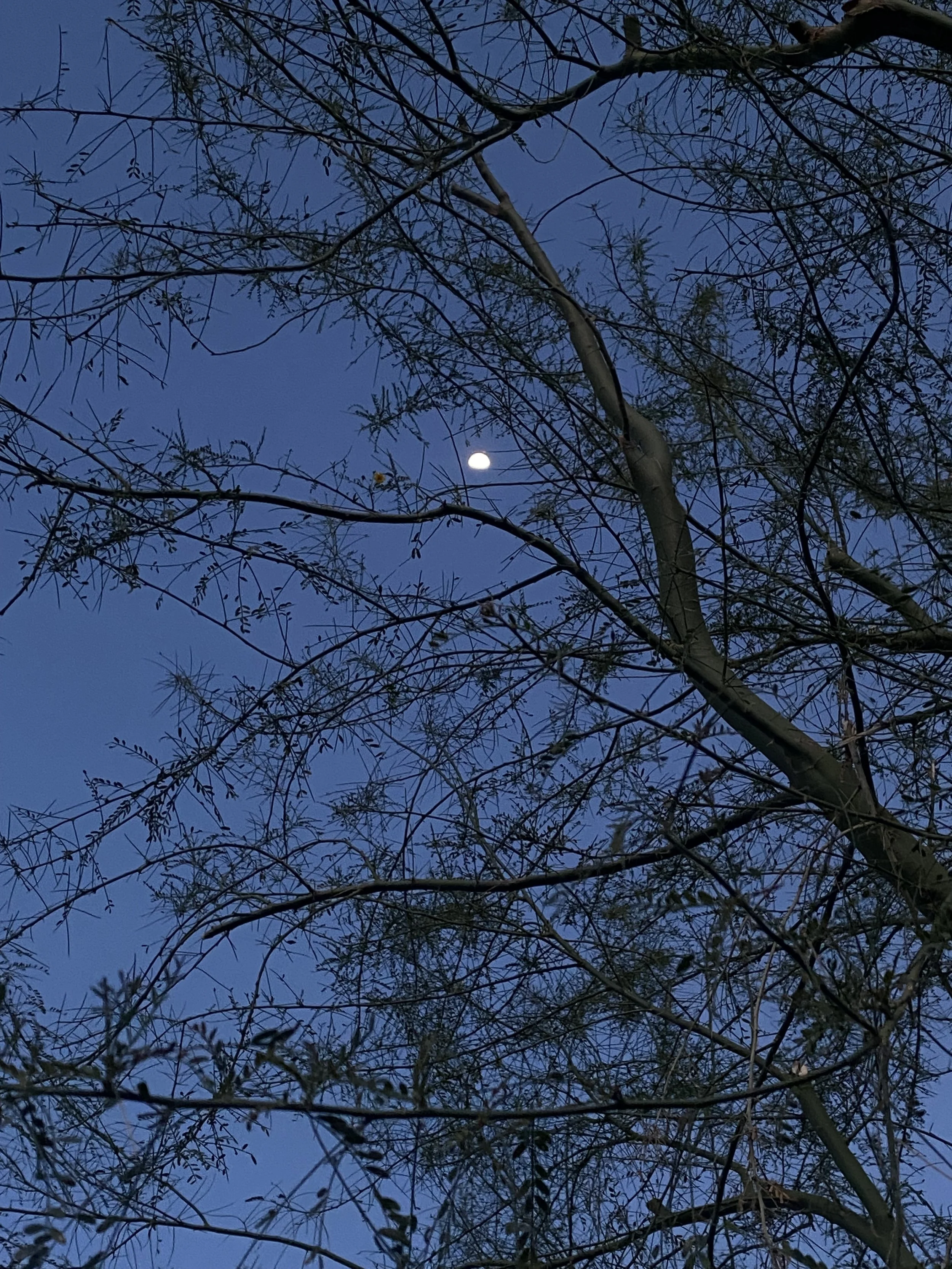 IMG_7202.jpeg