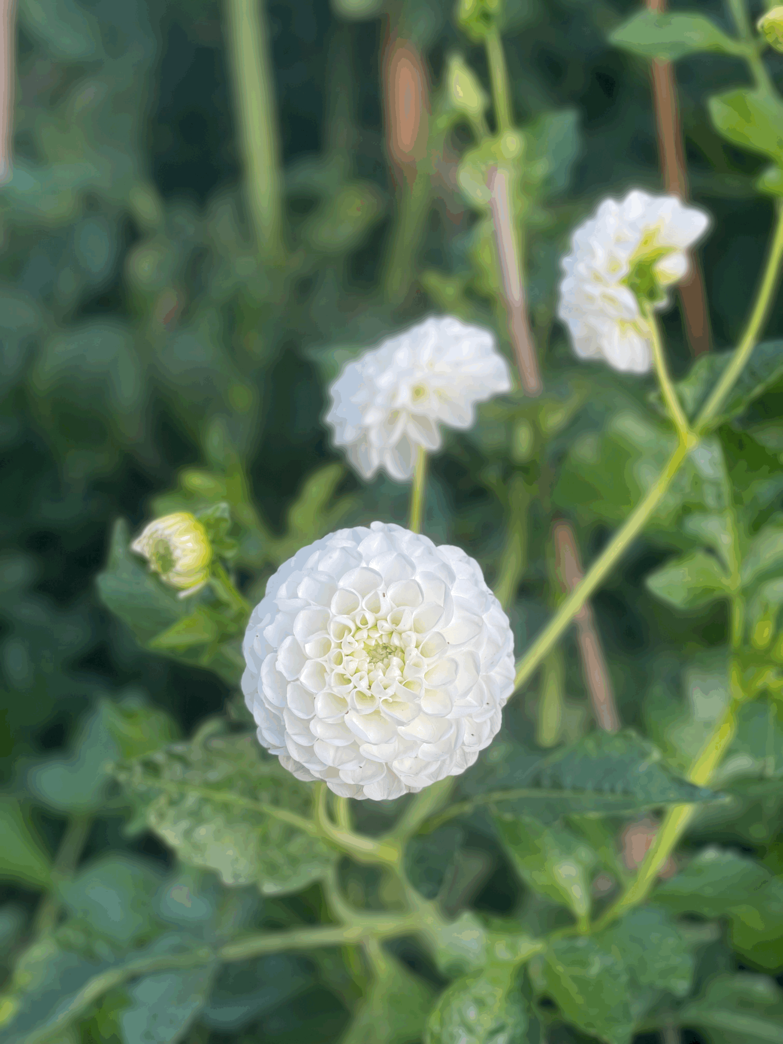 Tuber - Orset Beauty