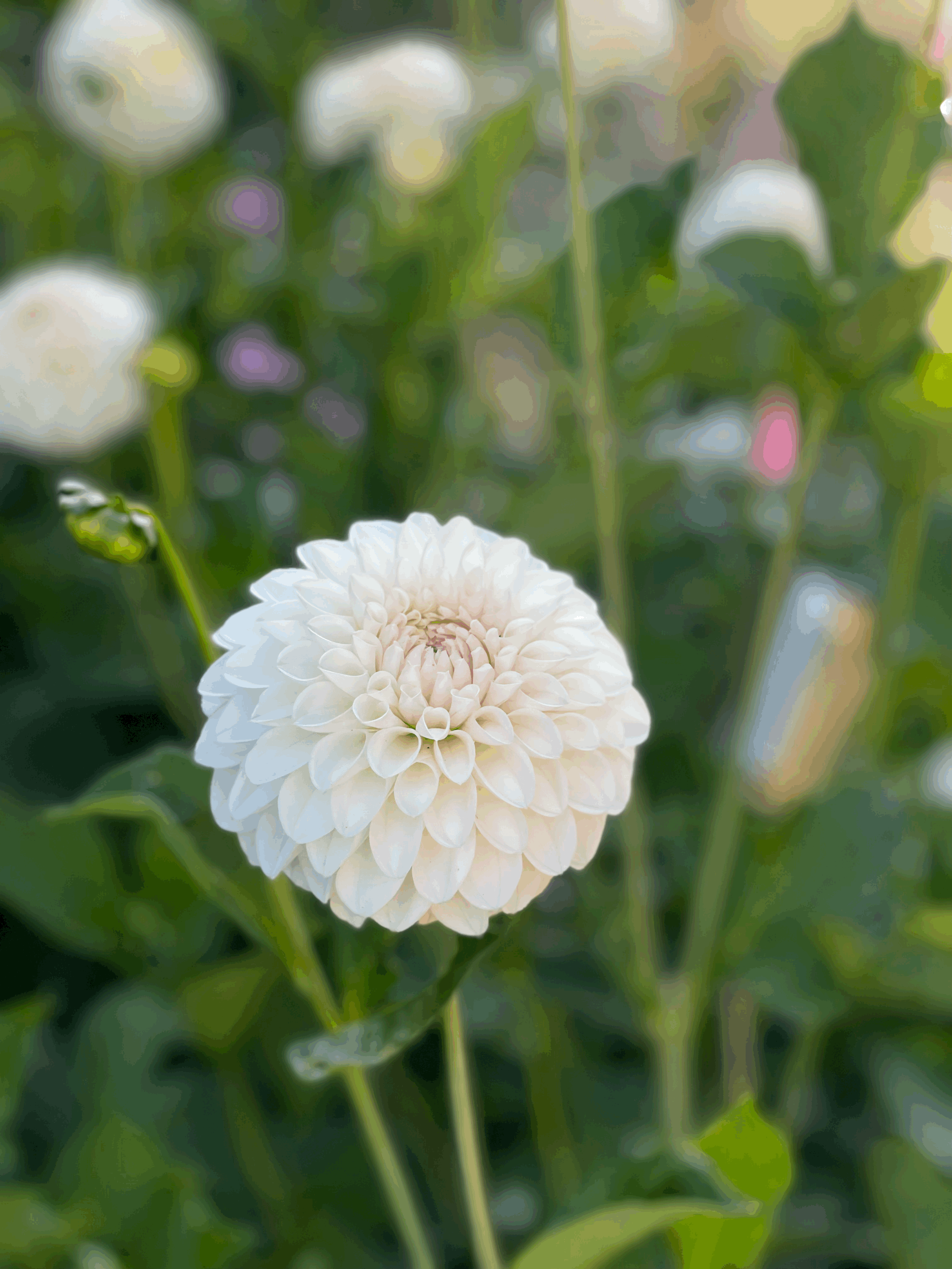 Tuber - Ferncliff Bride