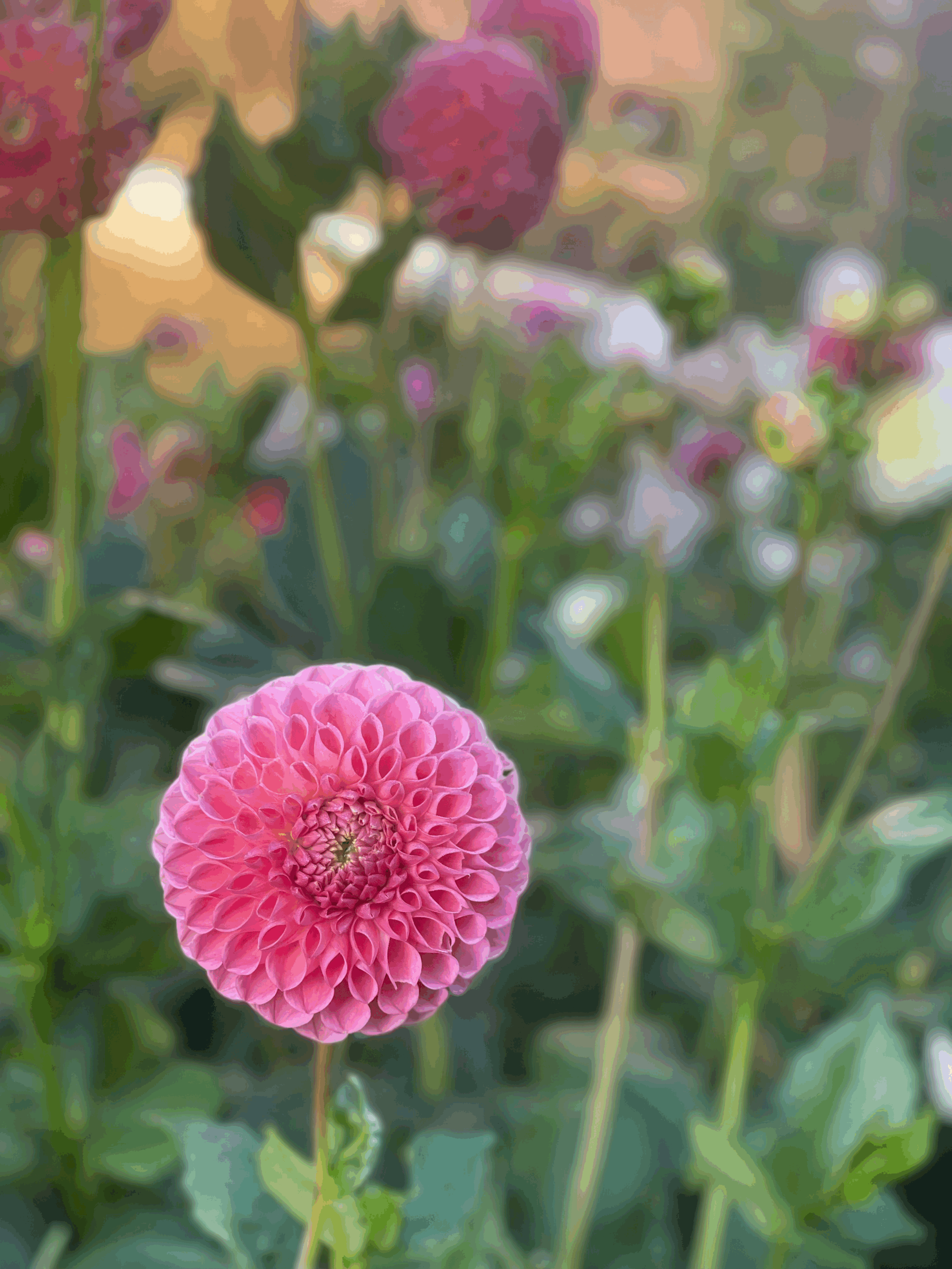 Tuber - Clearview Peachy