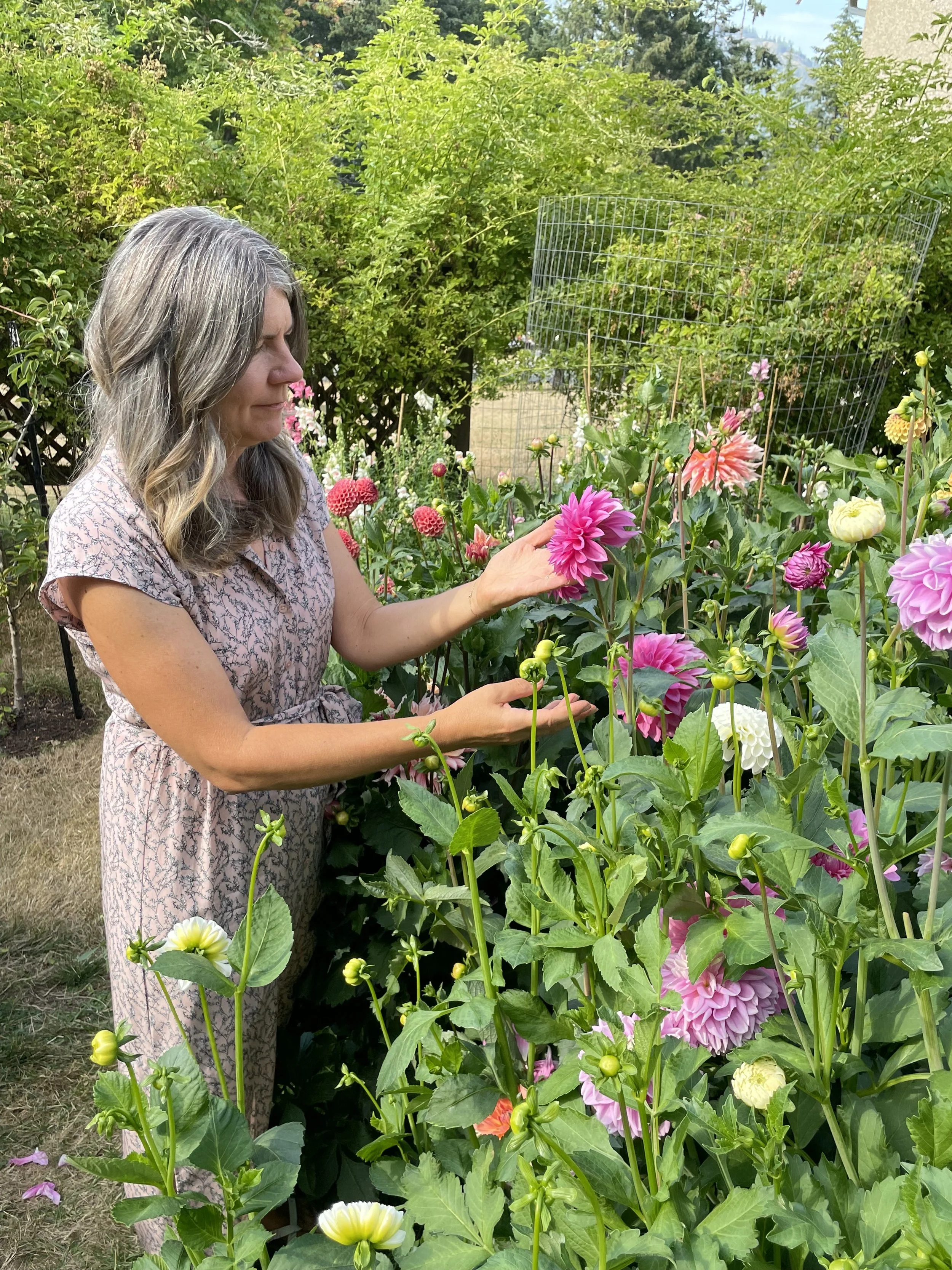 A woman with gray hair in a short-sleeved dress is standing in a garden, gently touching pink and white dahlias surrounded by lush green foliage.