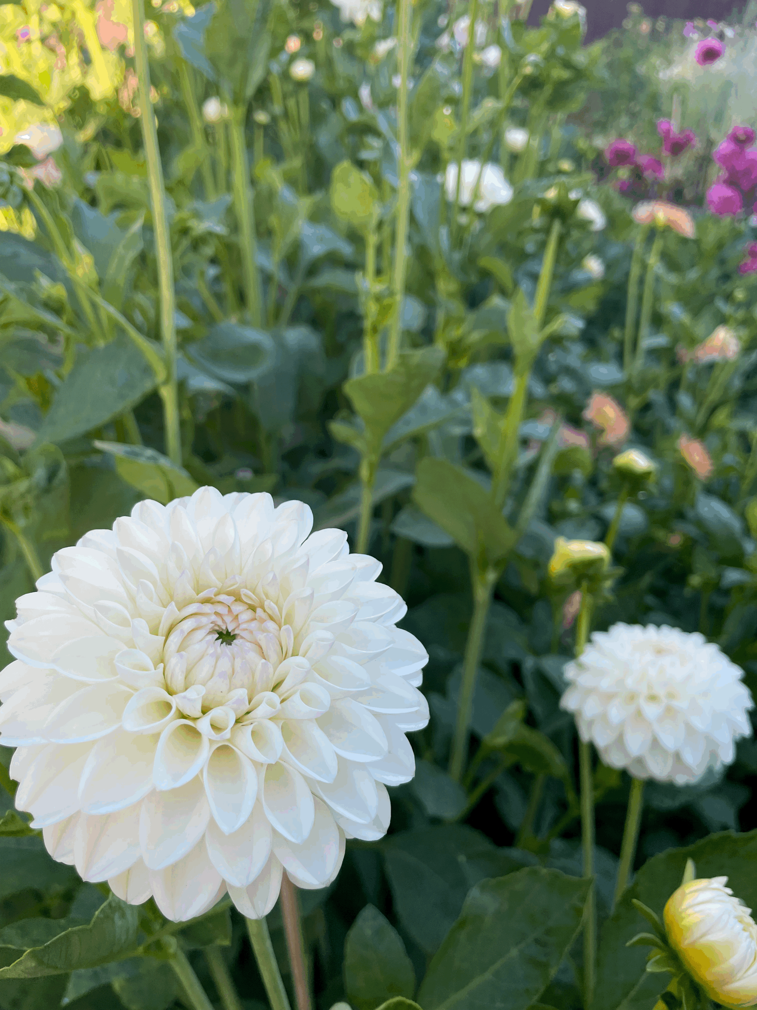 Tuber - Ferncliff Bride