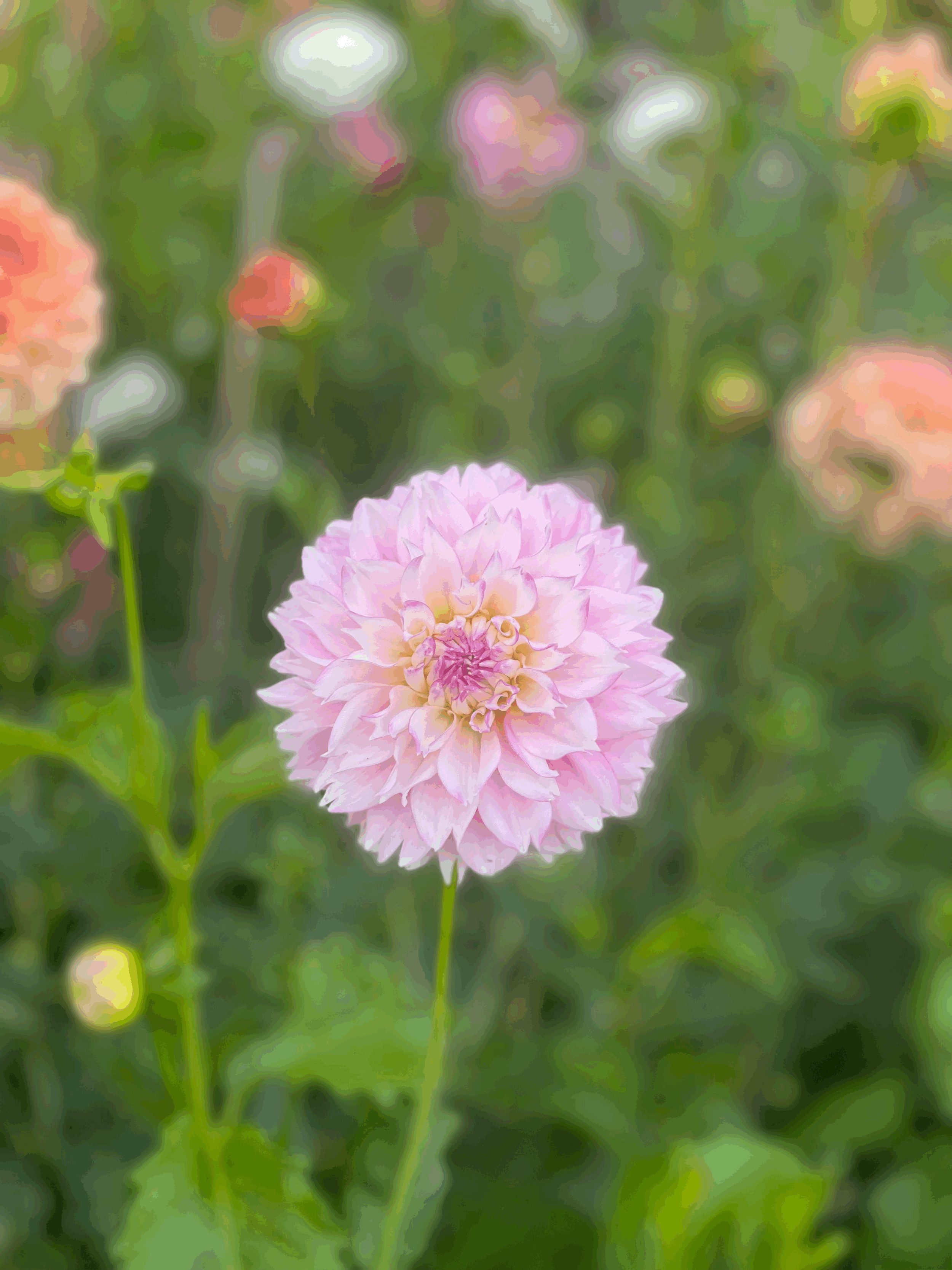 Tuber - Holly Hill Pinkie