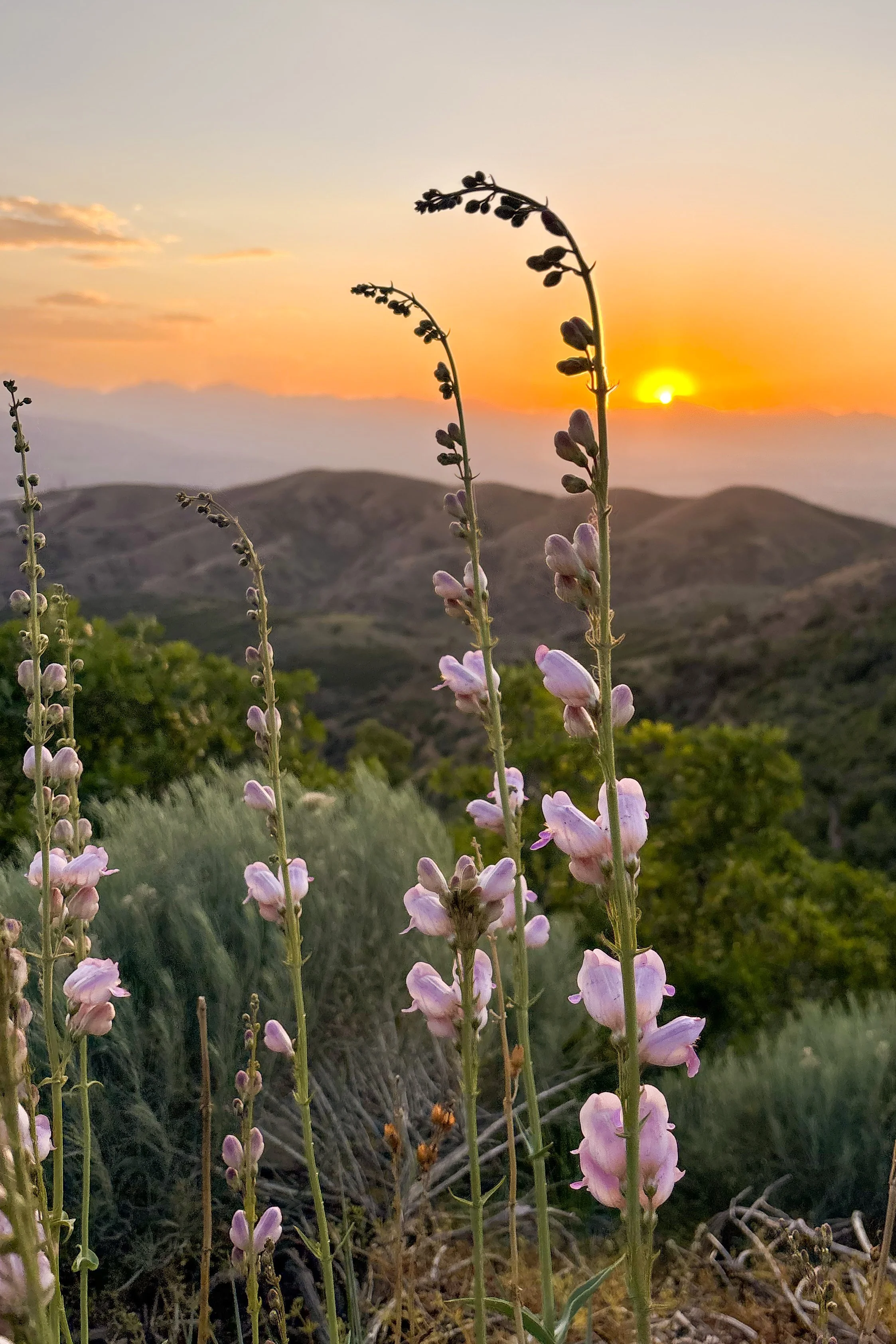 Pink and purple wildflowers blooming on tall stems with a sunset sky and distant hills in the background.