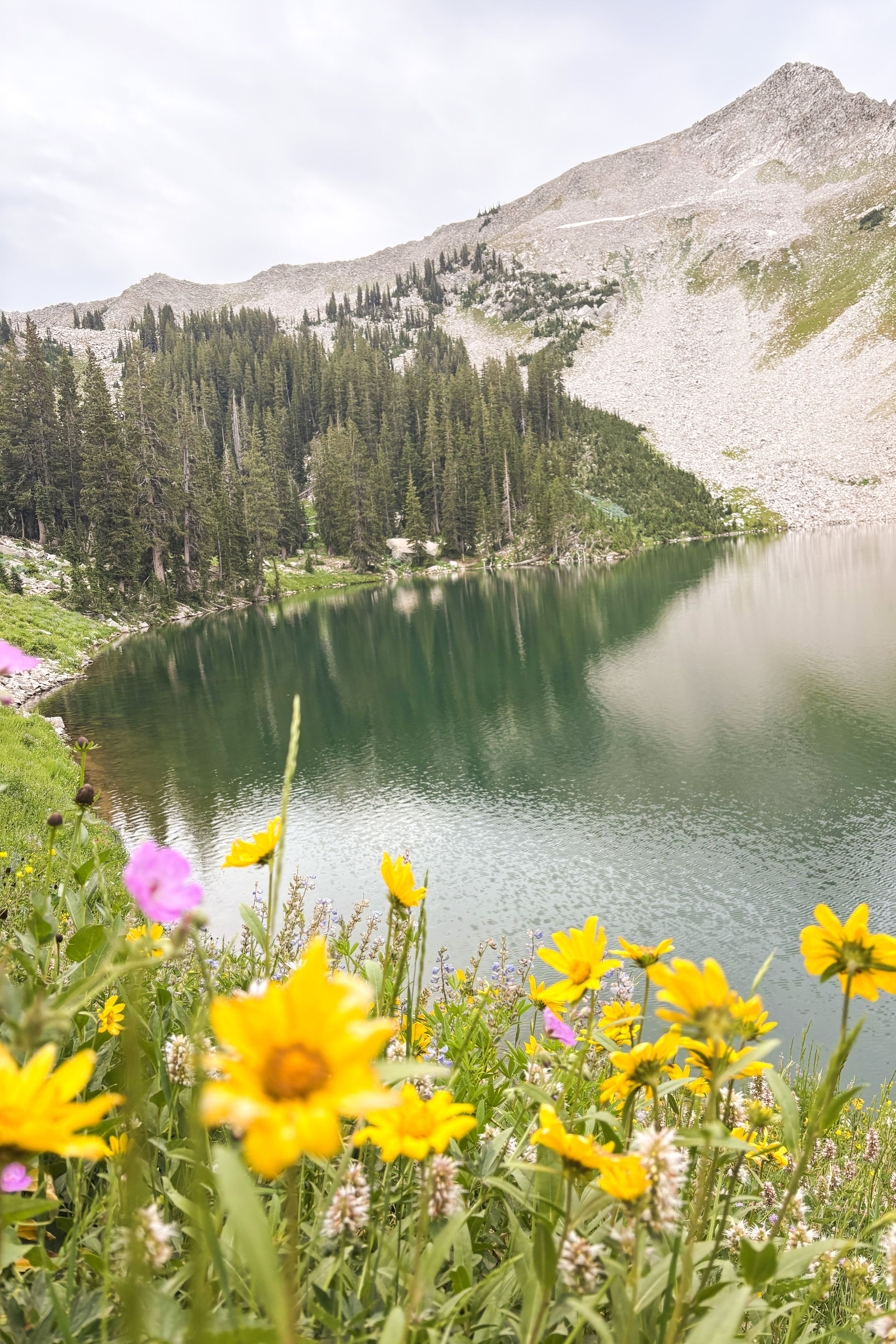 Wildflowers blooming in foreground, calm lake with greenish water, dense evergreen forest along the shore, and rugged mountain with rocky slopes in background.