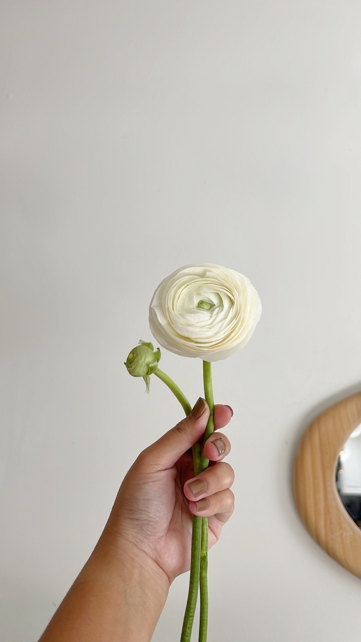 Person holding a white ranunculus flower with a bud on a green stem in front of a plain gray wall.