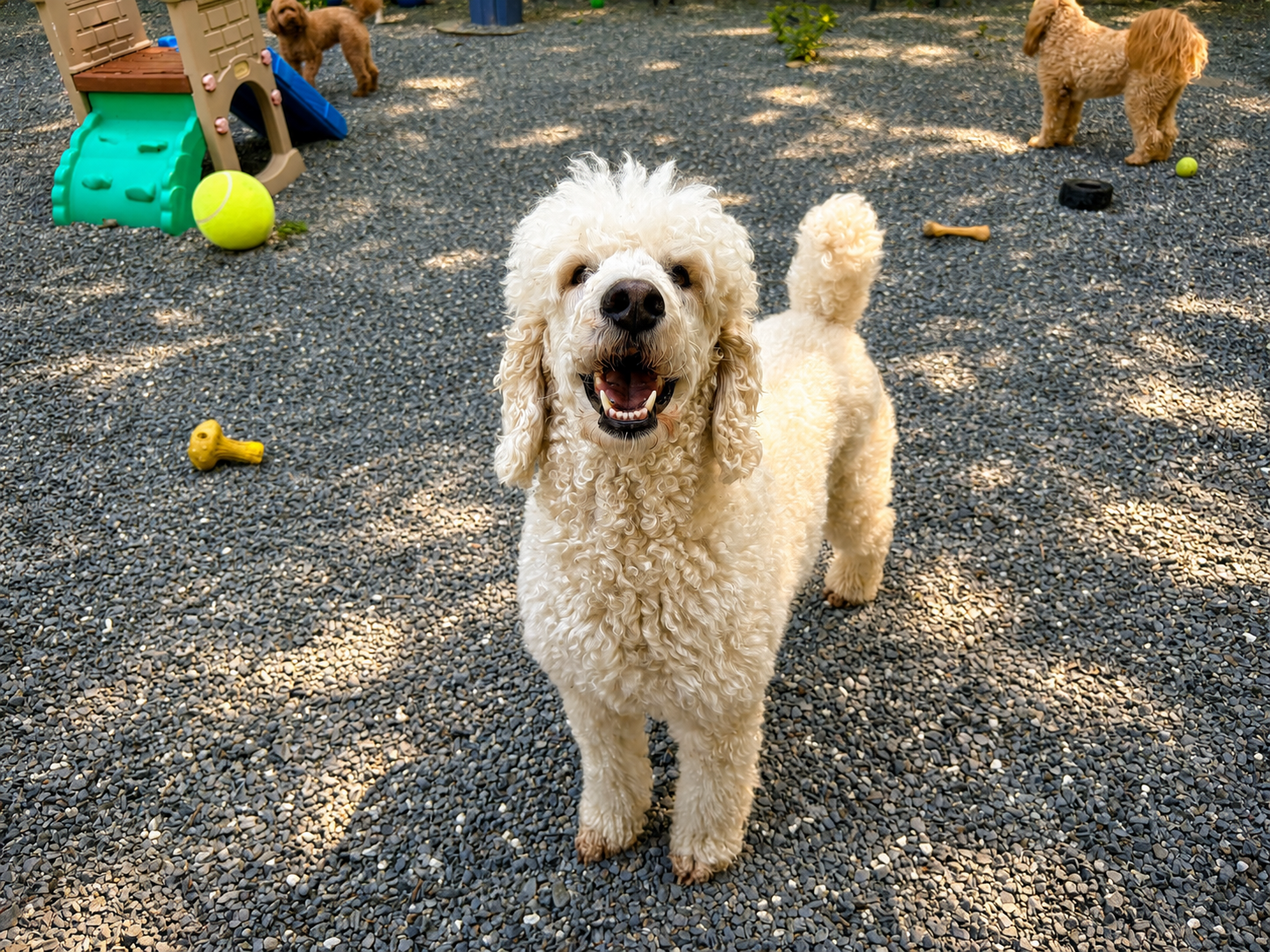 A happy, smiling poodle playing while boarding in Bangor, Maine