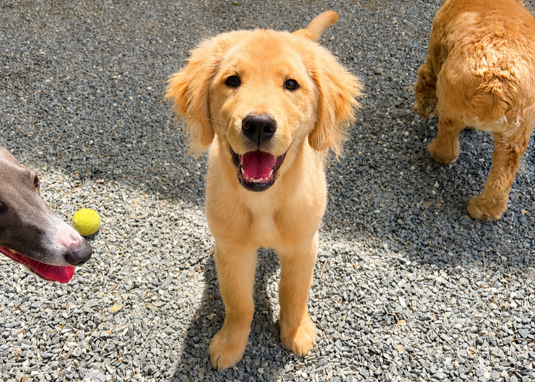 An adorable golden retriever puppy standing on rocks at the Country Kennel Facility in Bangor, Maine