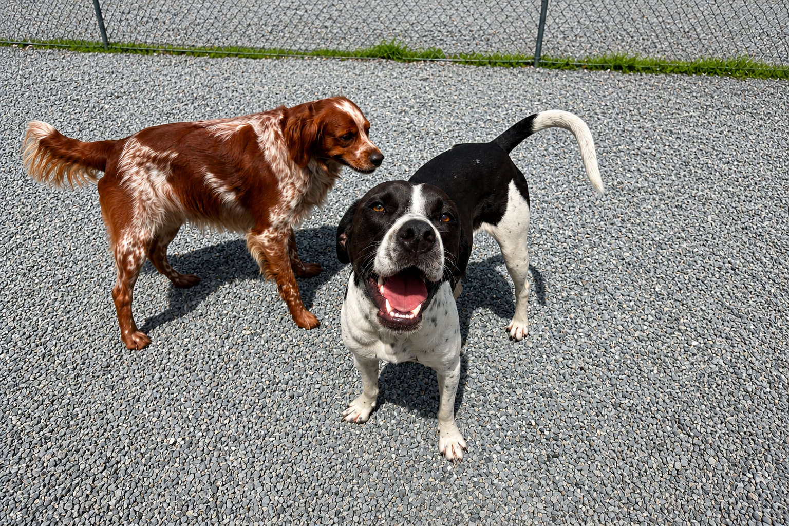 Two Dogs Playing In A Fenced In Area of Country Kennel in Bangor, Maine