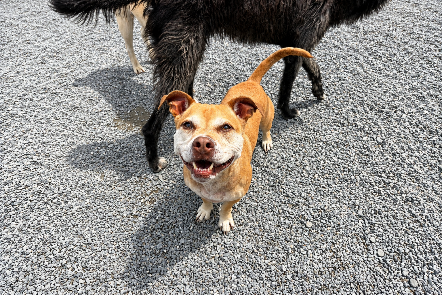 Sweet light colored dog with floppy ears smiling at the camera standing in the Country Kennel Facility in Bangor, Maine