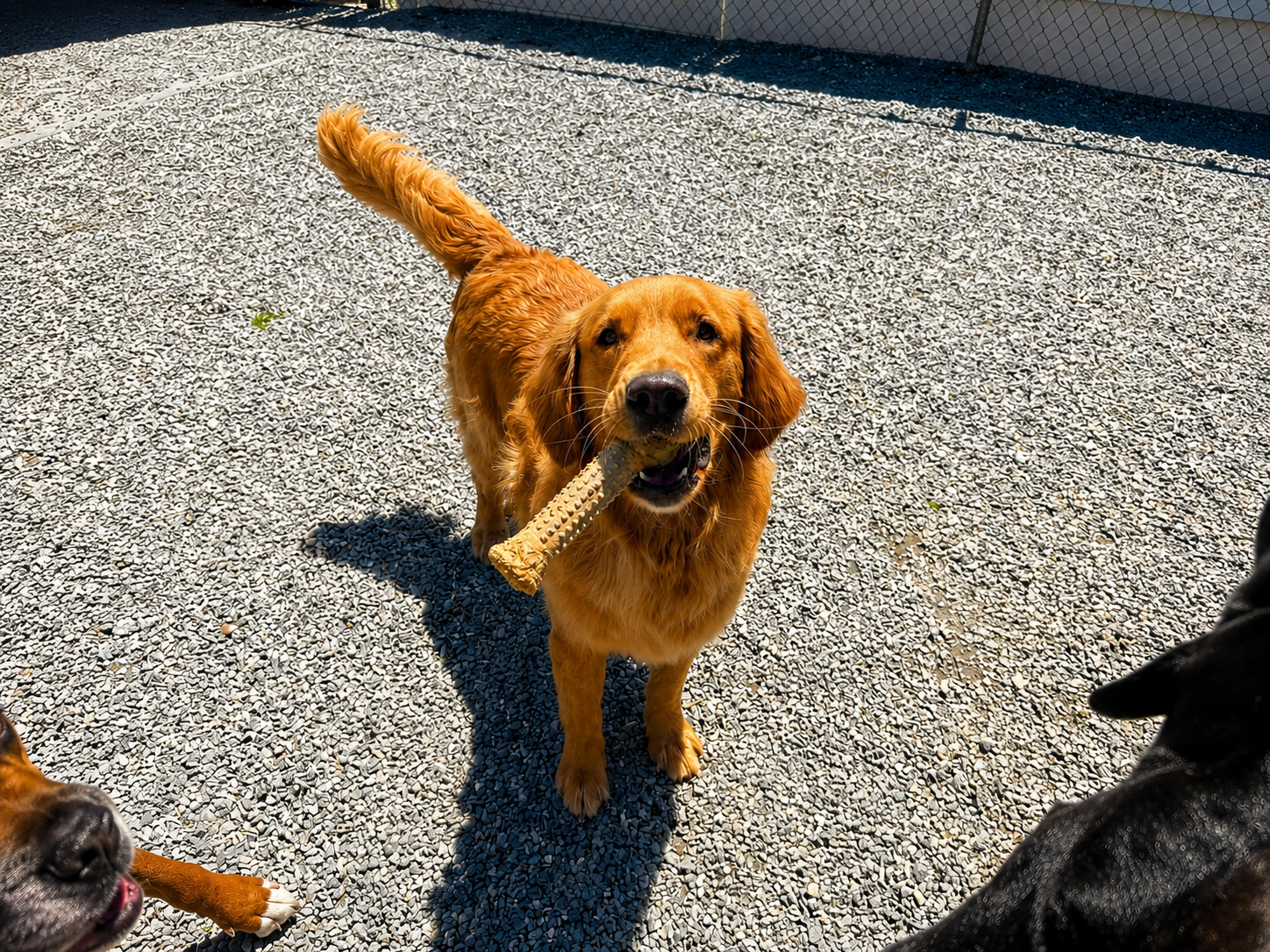 Cute golden retriever puppy holding a bone in it's mouth at the Country Kennel Facility for training in Bangor, Maine