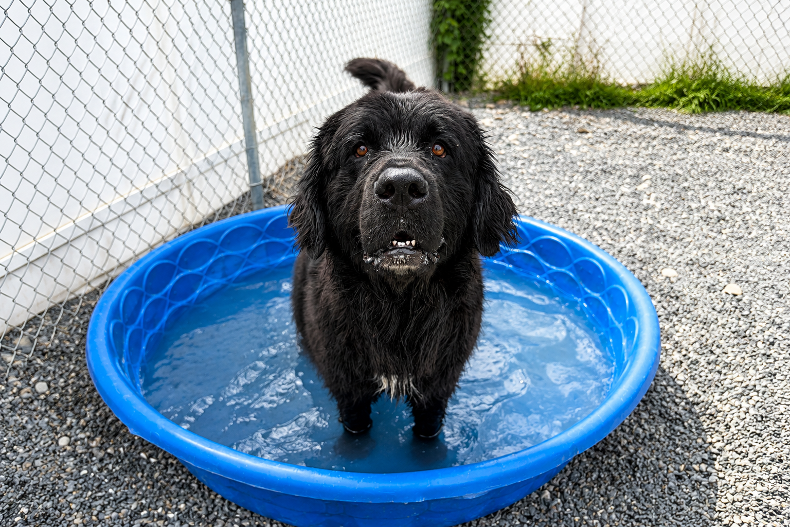 A Black Dog Standing In A Pool Of Water At Doggy Daycare in Bangor, Maine