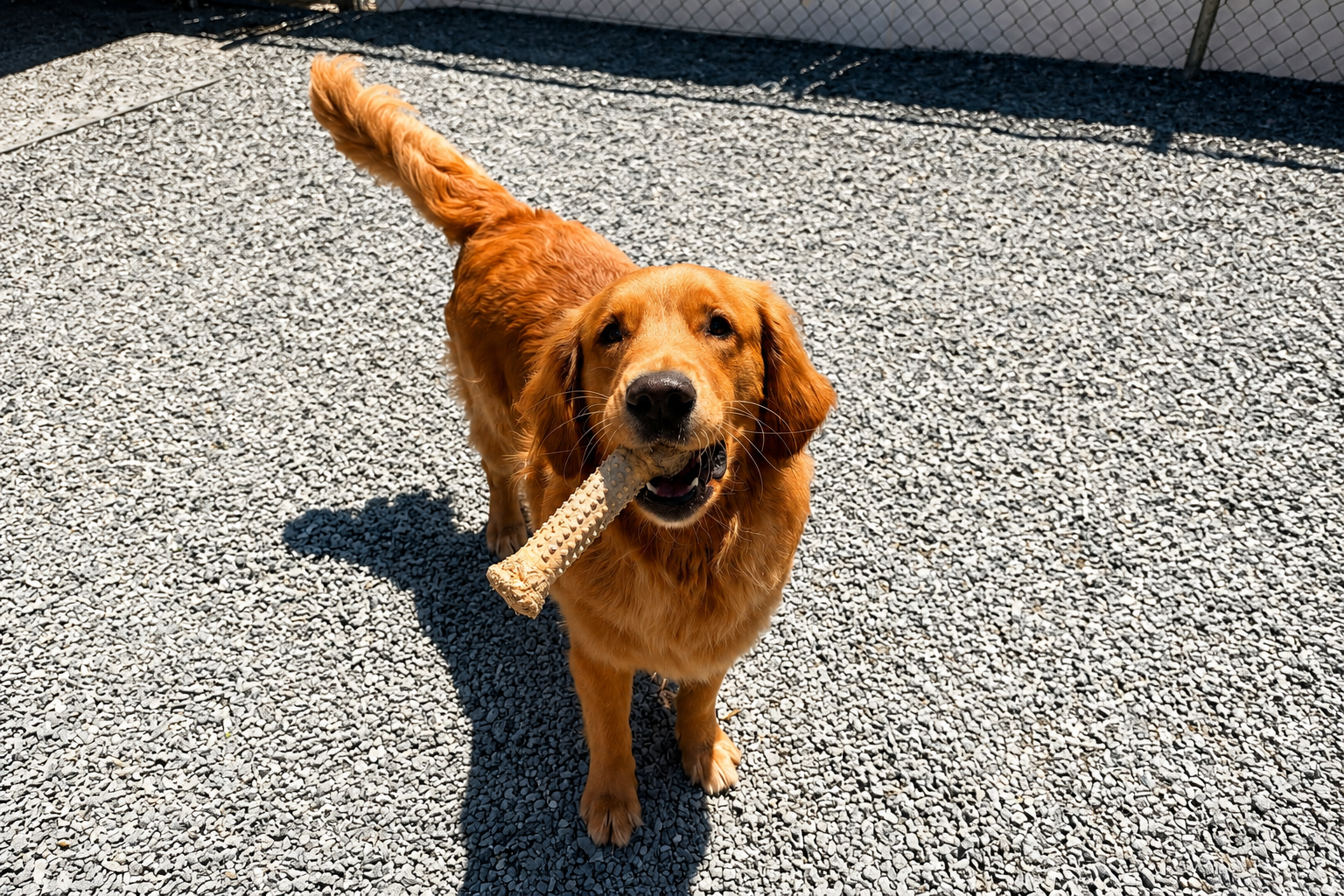 A sweet golden retriever holding a bone, standing in the daycare area of Country Kennel in Bangor, Maine