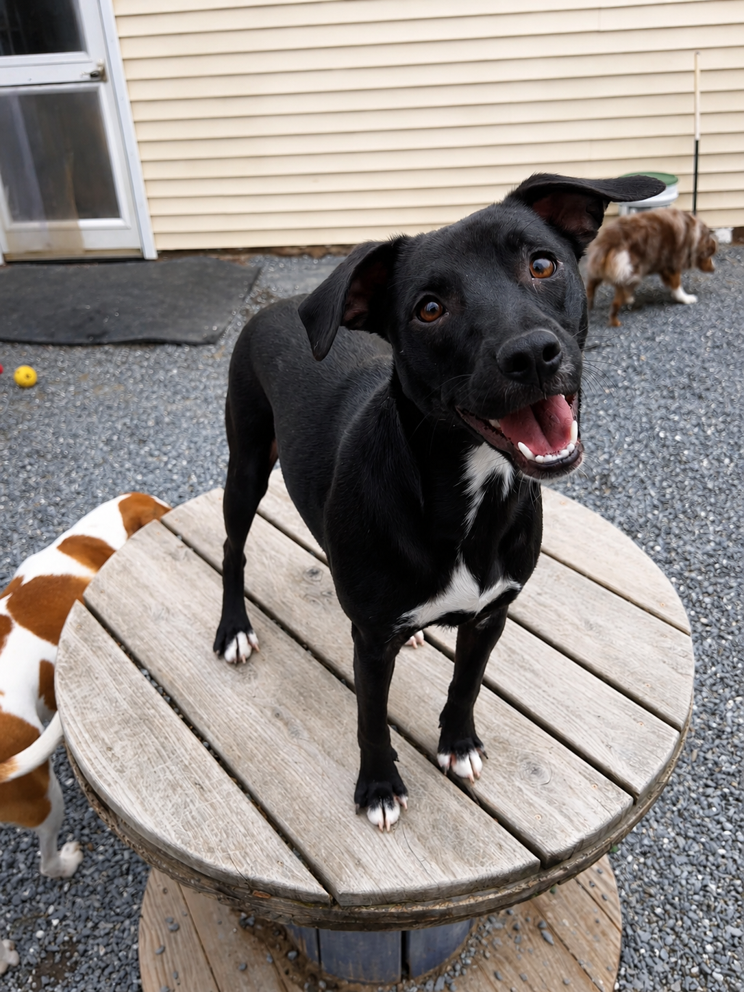 Medium sized black dog standing on a spool, playing at Country Kennel in Bangor, Maine