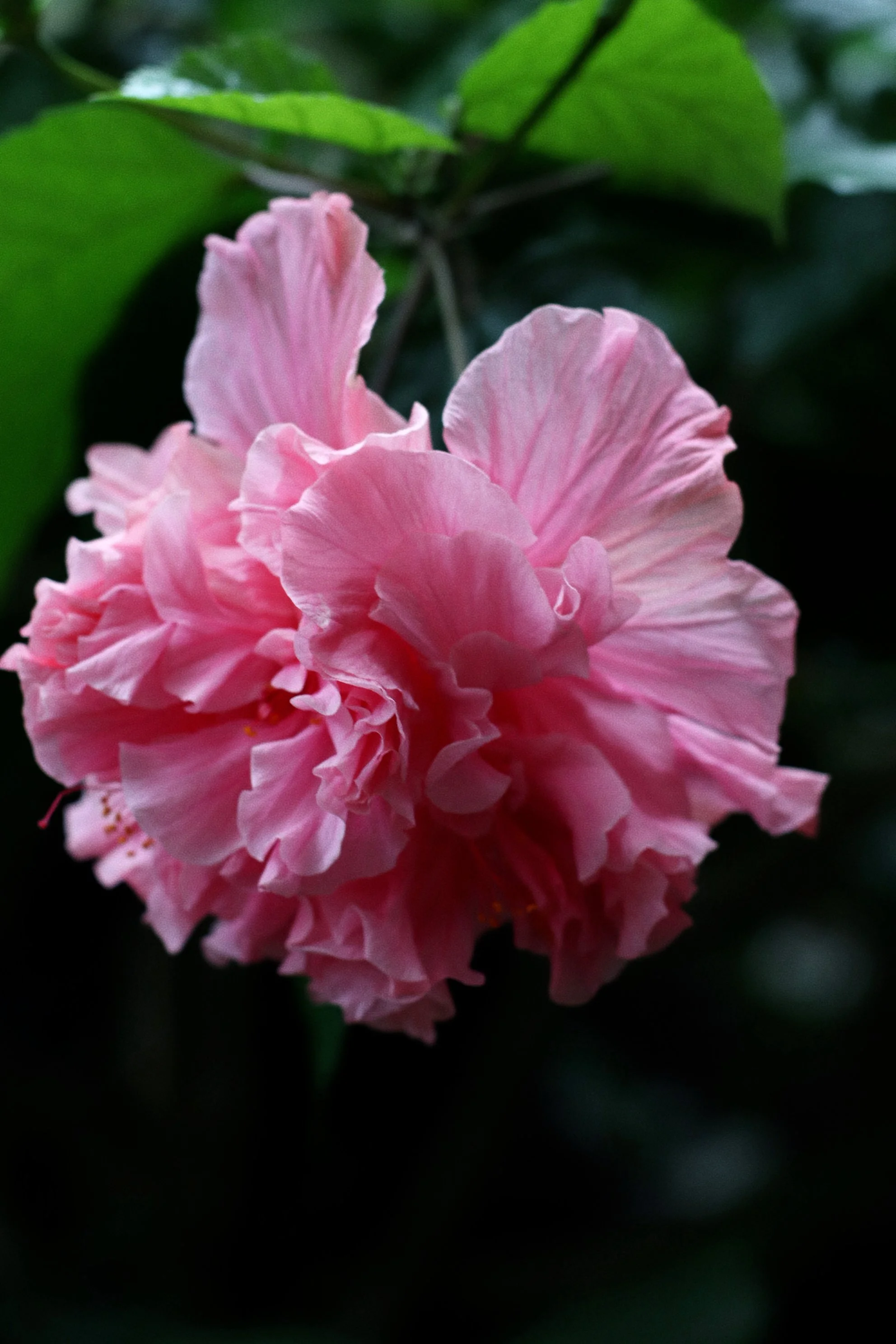 Tezza-5084 2.JPG