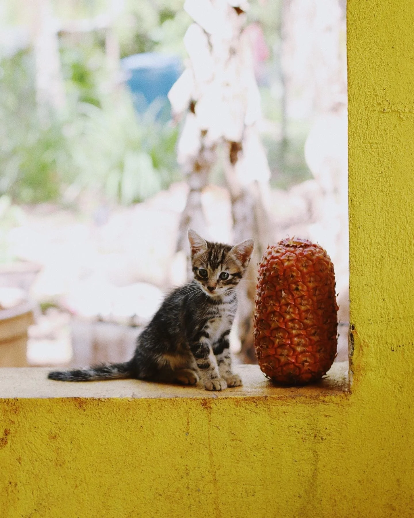 A small tabby kitten with black and gray fur and distinctive markings sitting on a yellow windowsill next to a tall, reddish-brown pine cone. The background shows a bright, blurry outdoor scene through the window.