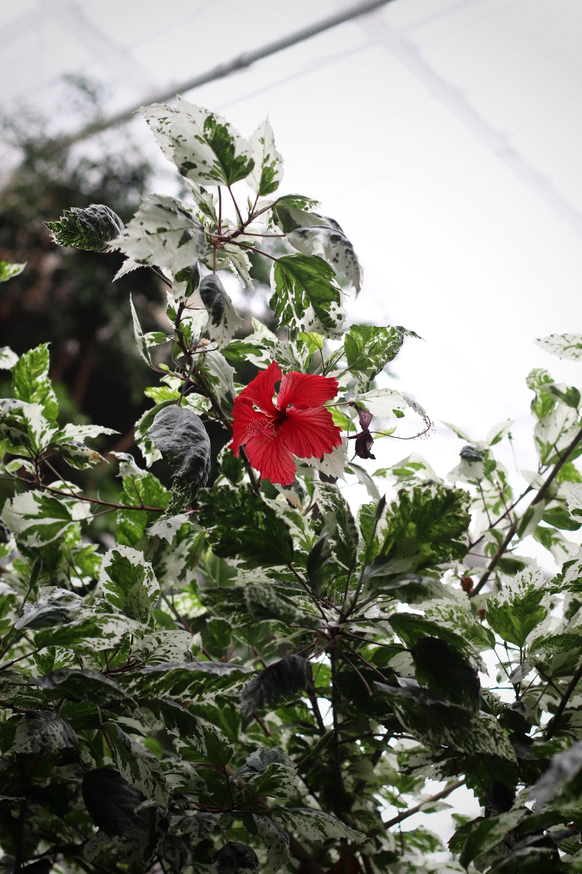 Barbican Conservatory