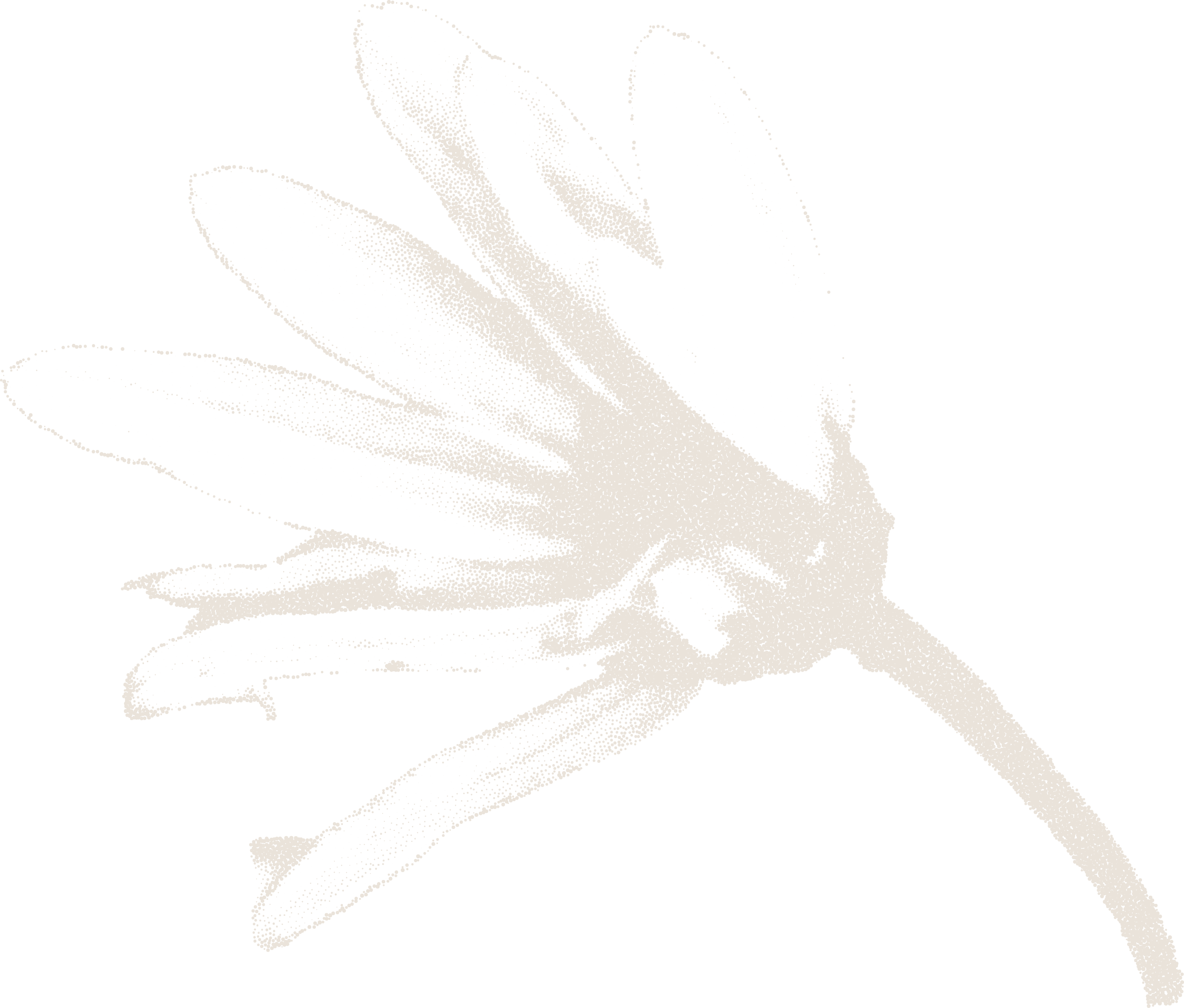 Black and white stylized drawing of flower