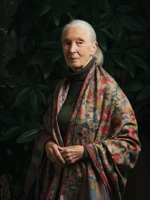 I've been drawn to Jane Goodall since I was a child and saw her in National Geographic. I'll admit that it was a gut punch to learn of her passing this morning. An inspiration.
