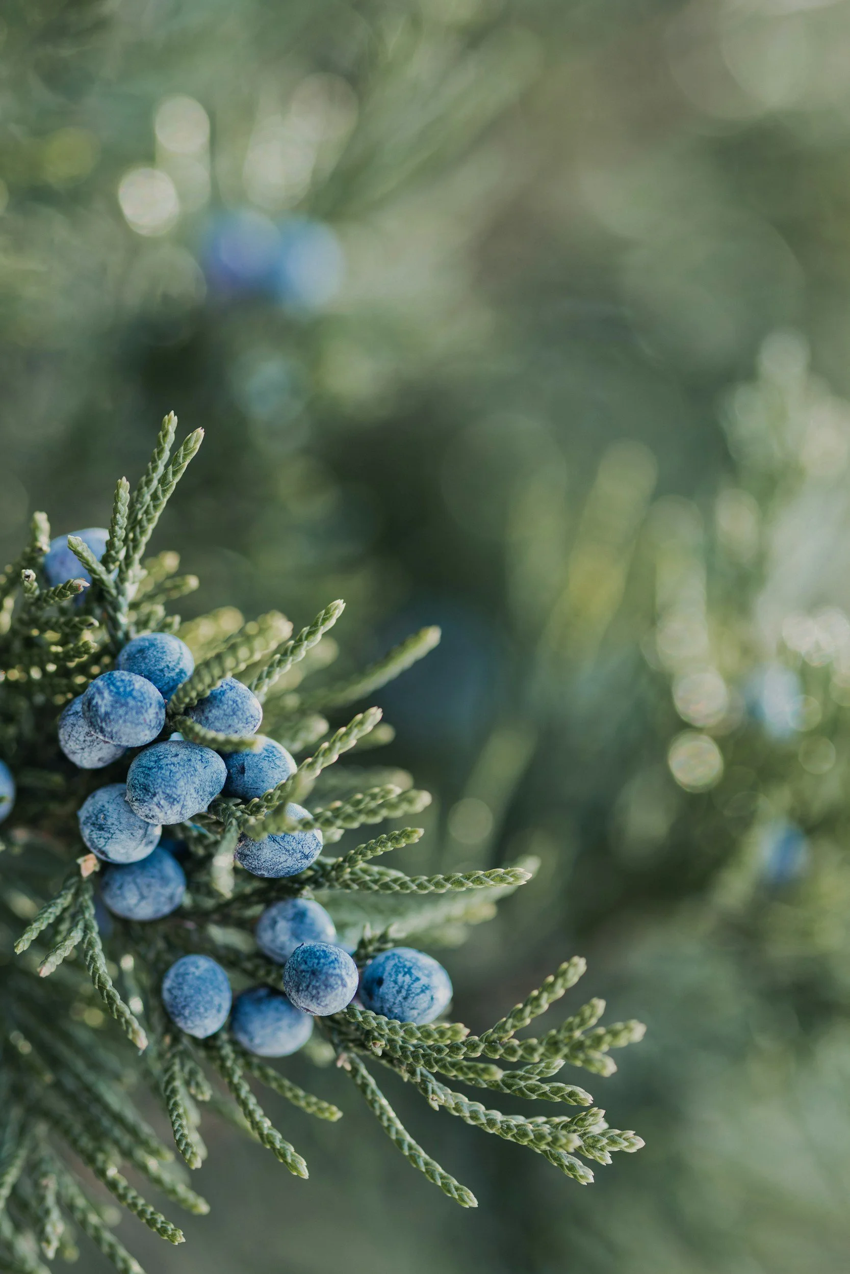 Evergreen tree branch with small blue berries.