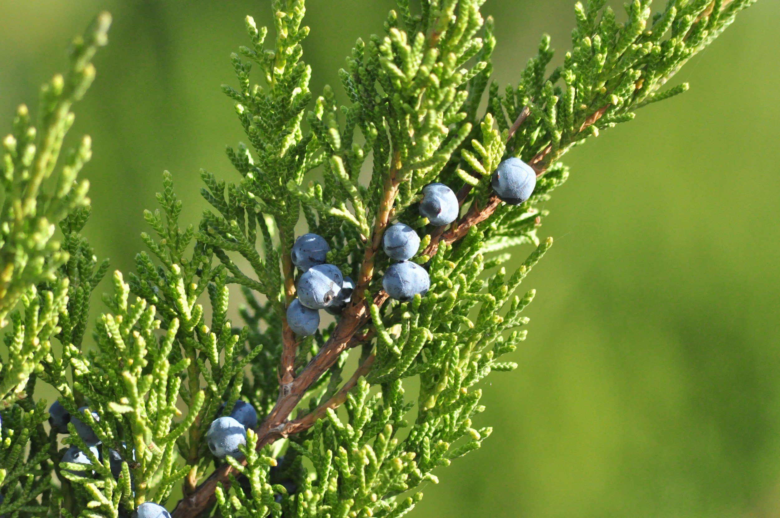 Close-up of a branch of green juniper leaves with clusters of blue berries against a blurred green background.