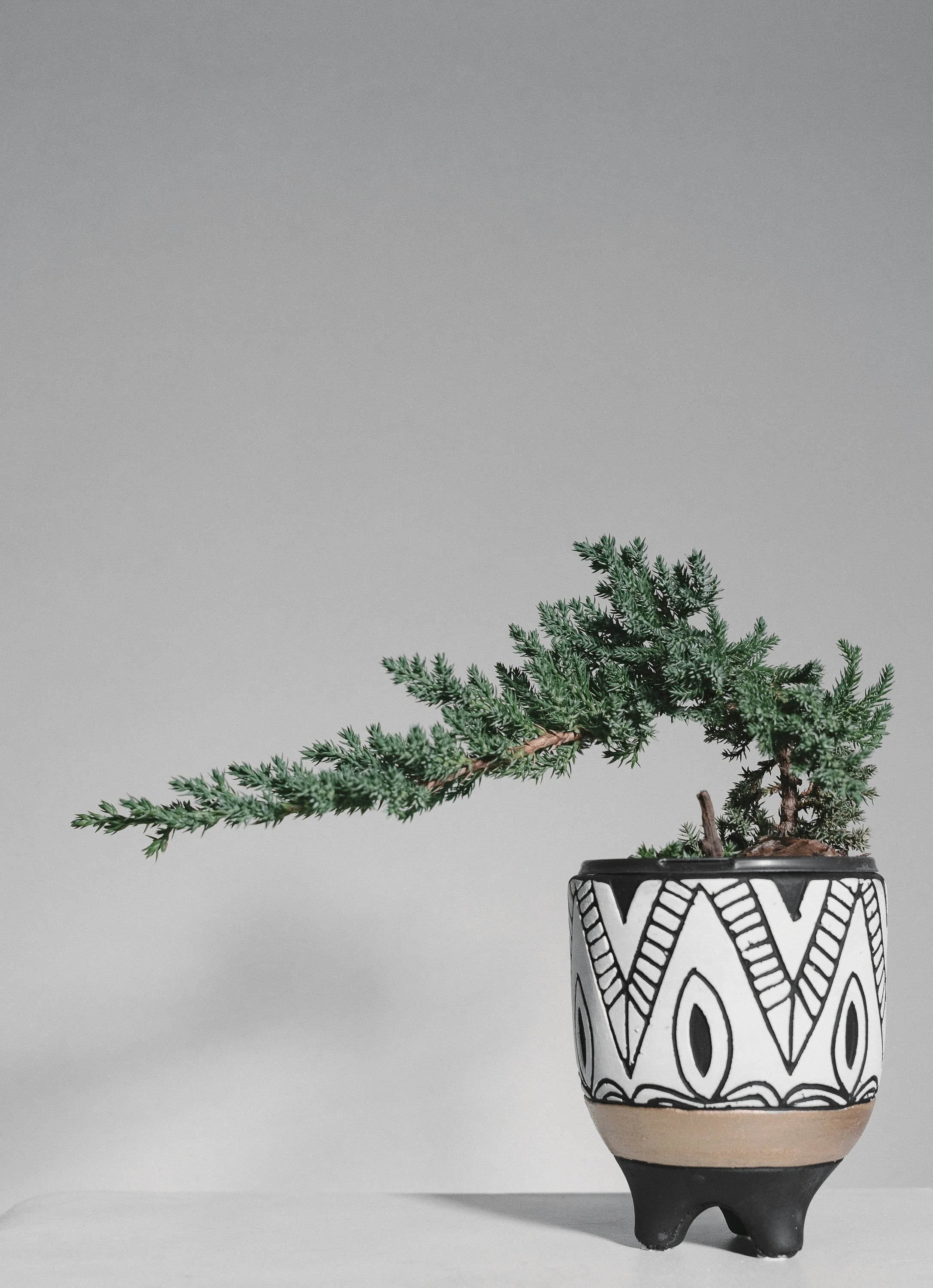 A decorative pot with black and white geometric patterns holding a green, Pine tree branch.