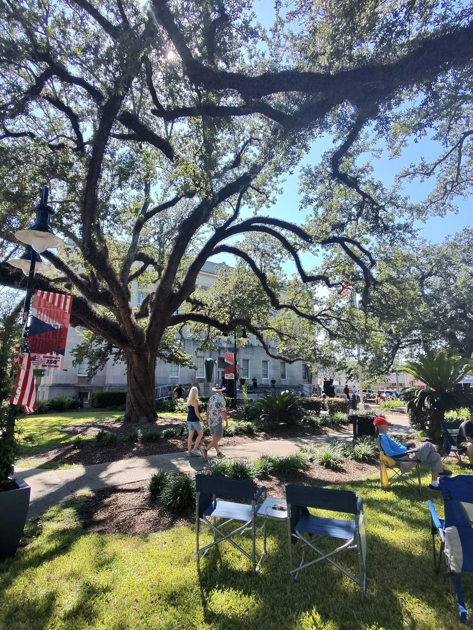 Live oaks at the Terrebonne Parish Courthouse in downtown Houma