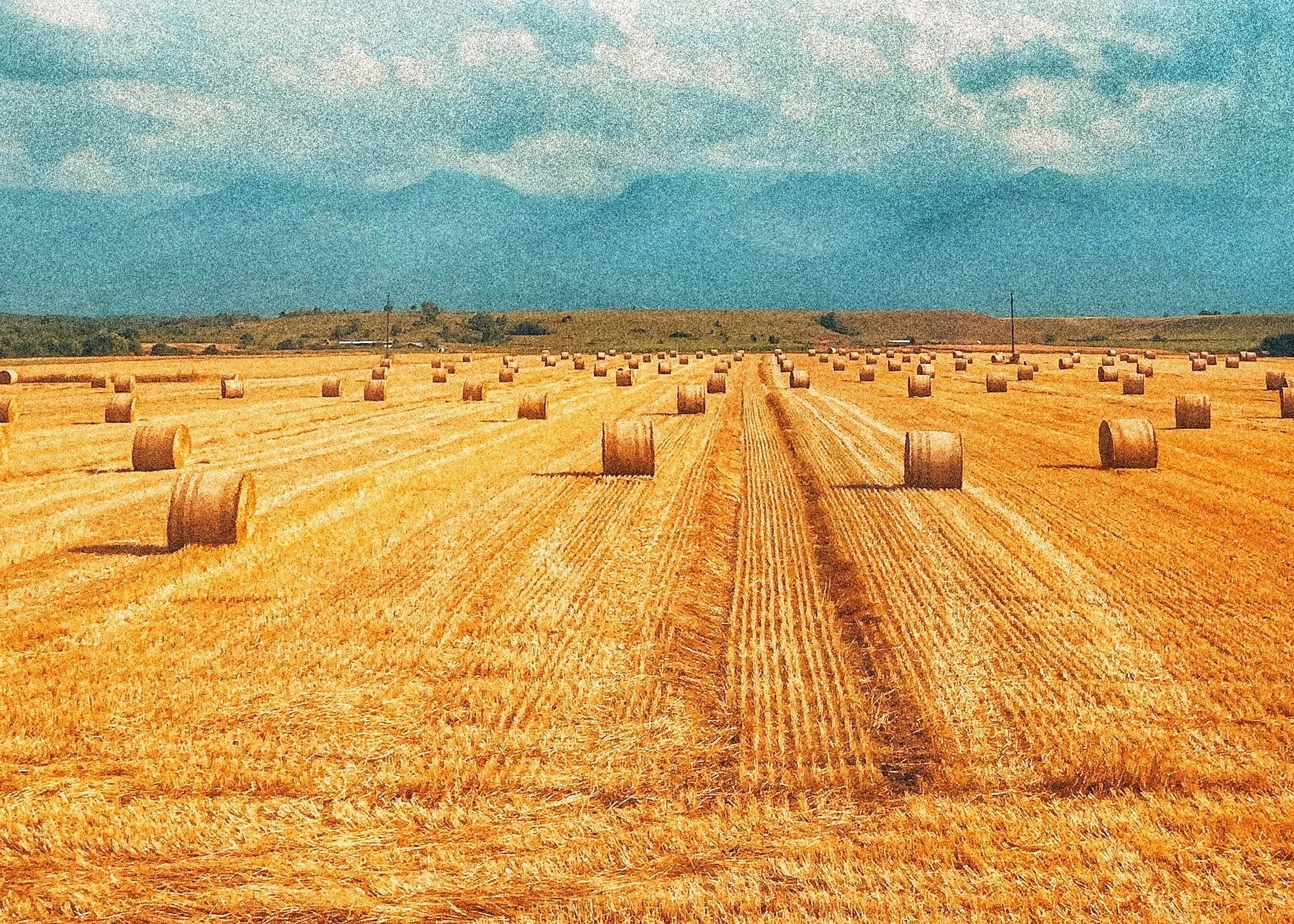 Harvest time