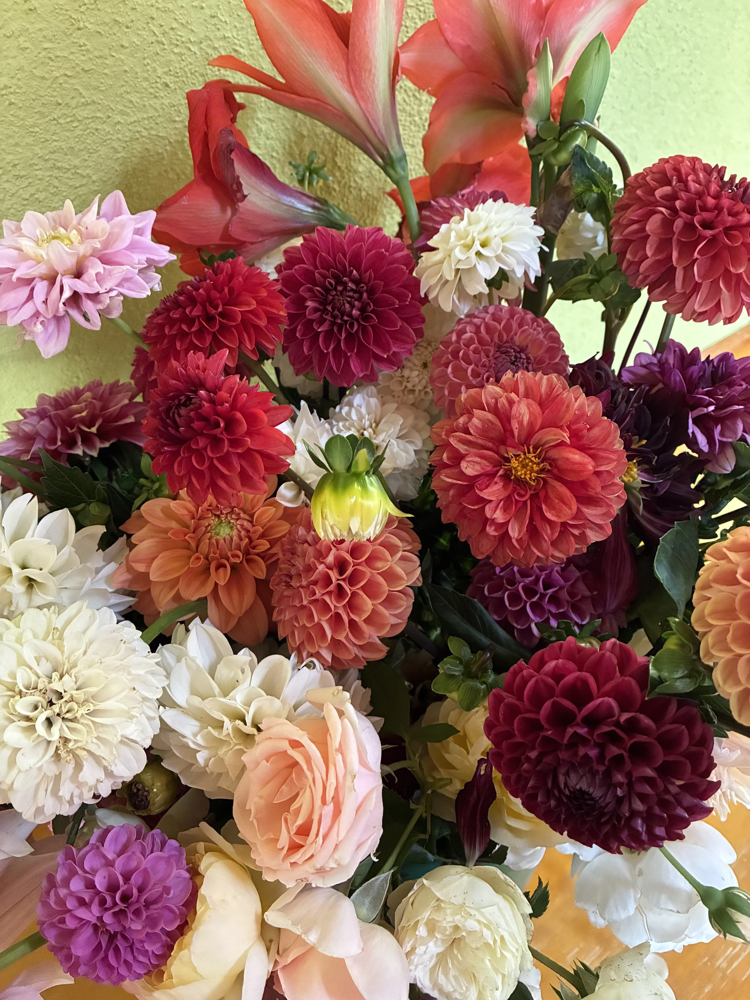 Dahlias Are Here
